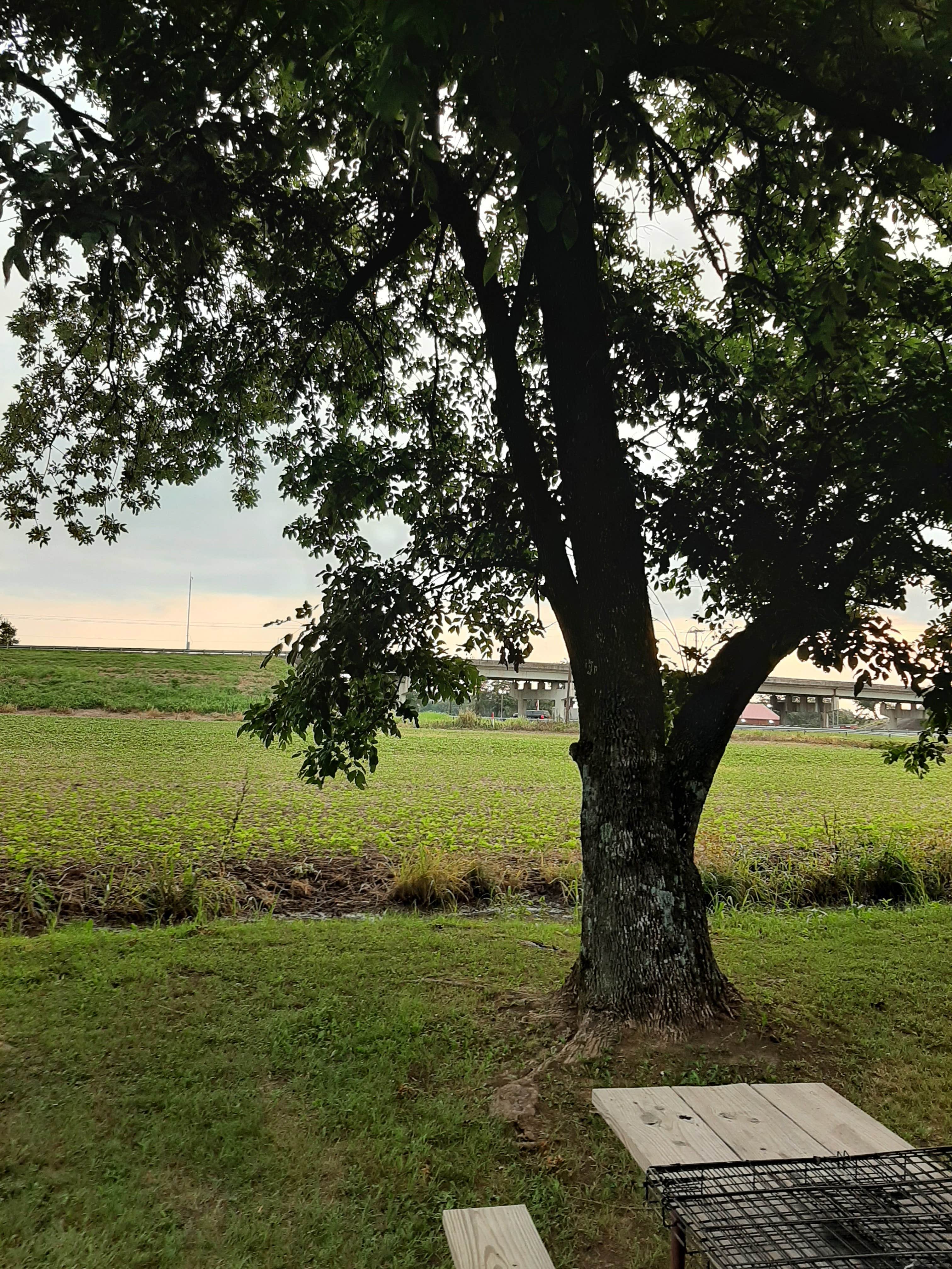 Camper-submitted photo at Memphis KOA near Olive Branch, MS