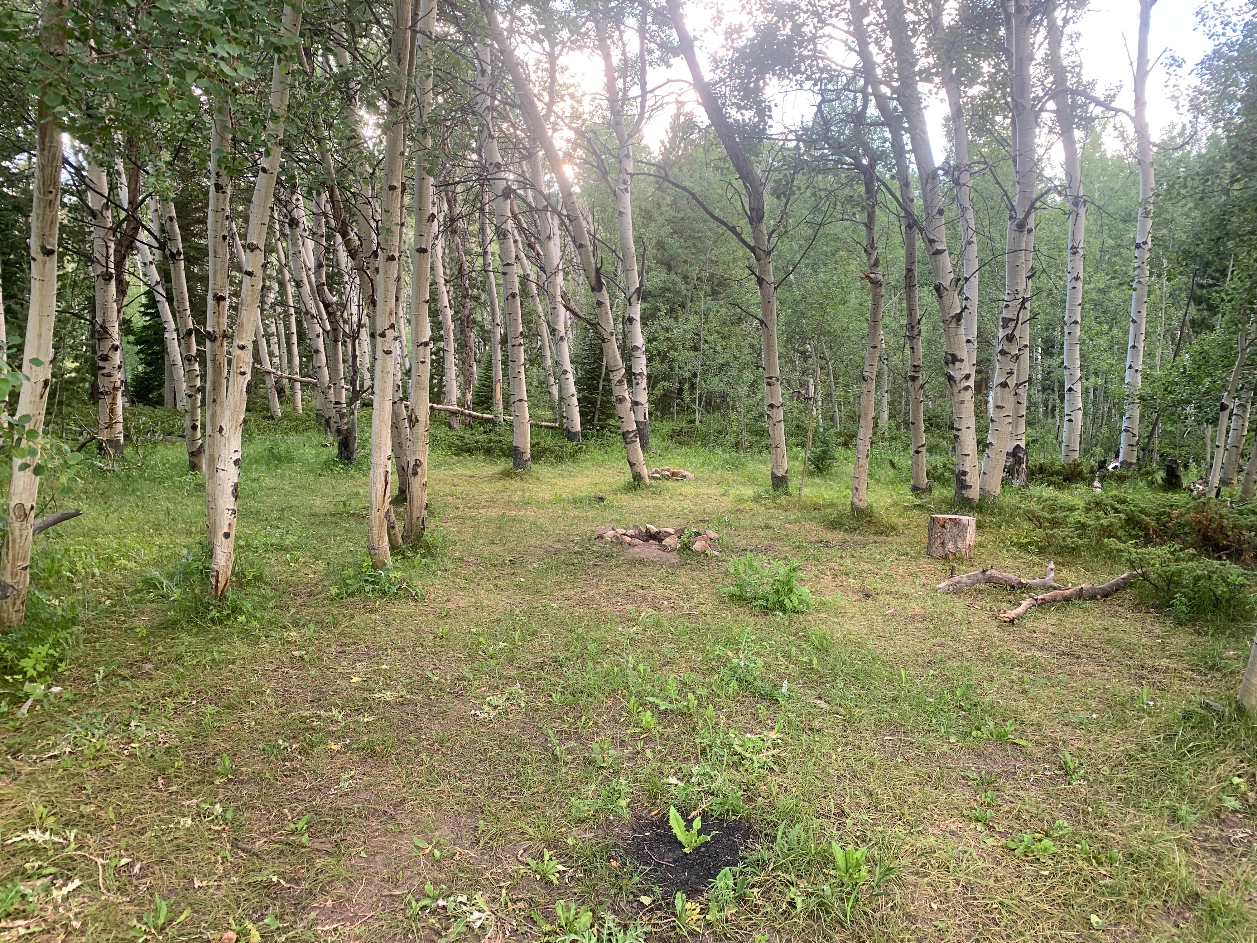 Camper submitted image from Laramie Overlook Disperesed Camping - 5