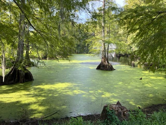 Camper-submitted photo at Bayou Wilderness RV Campground near Tunica, LA