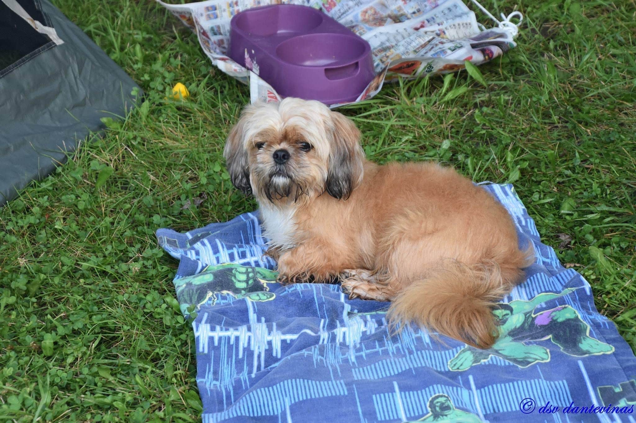 Dante V.'s photo of camping with pets at Sunset Campground — Richard Bong State Recreation Area near Milwaukee, WI