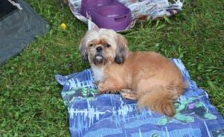 Dante V.'s photo of camping with pets at Sunset Campground — Richard Bong State Recreation Area near Milwaukee, WI