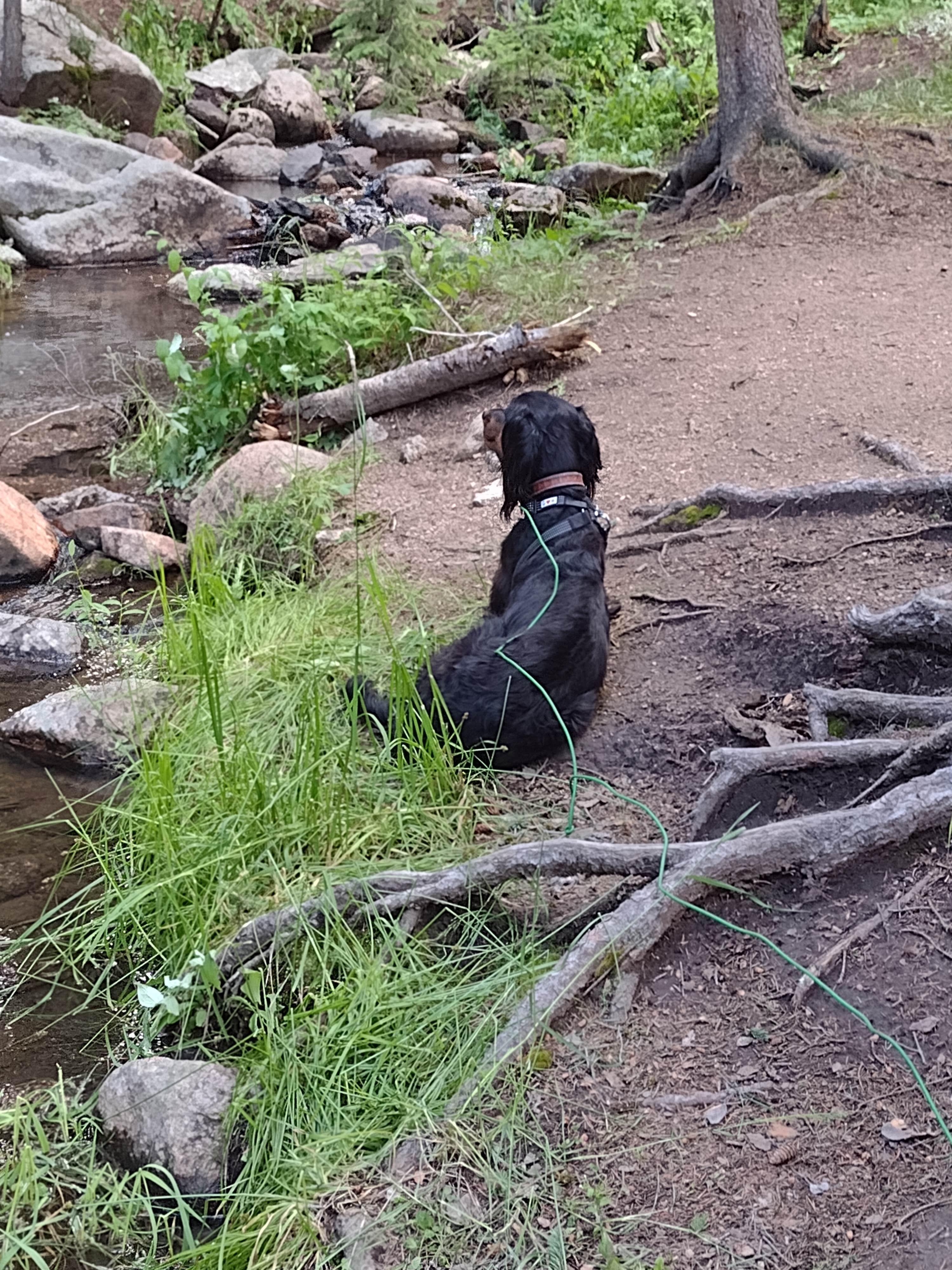 Leslie B.'s photo of camping with pets at Campbell Creek Campground — Medicine Bow Routt N Fs & Thunder Basin Ng near Douglas, WY