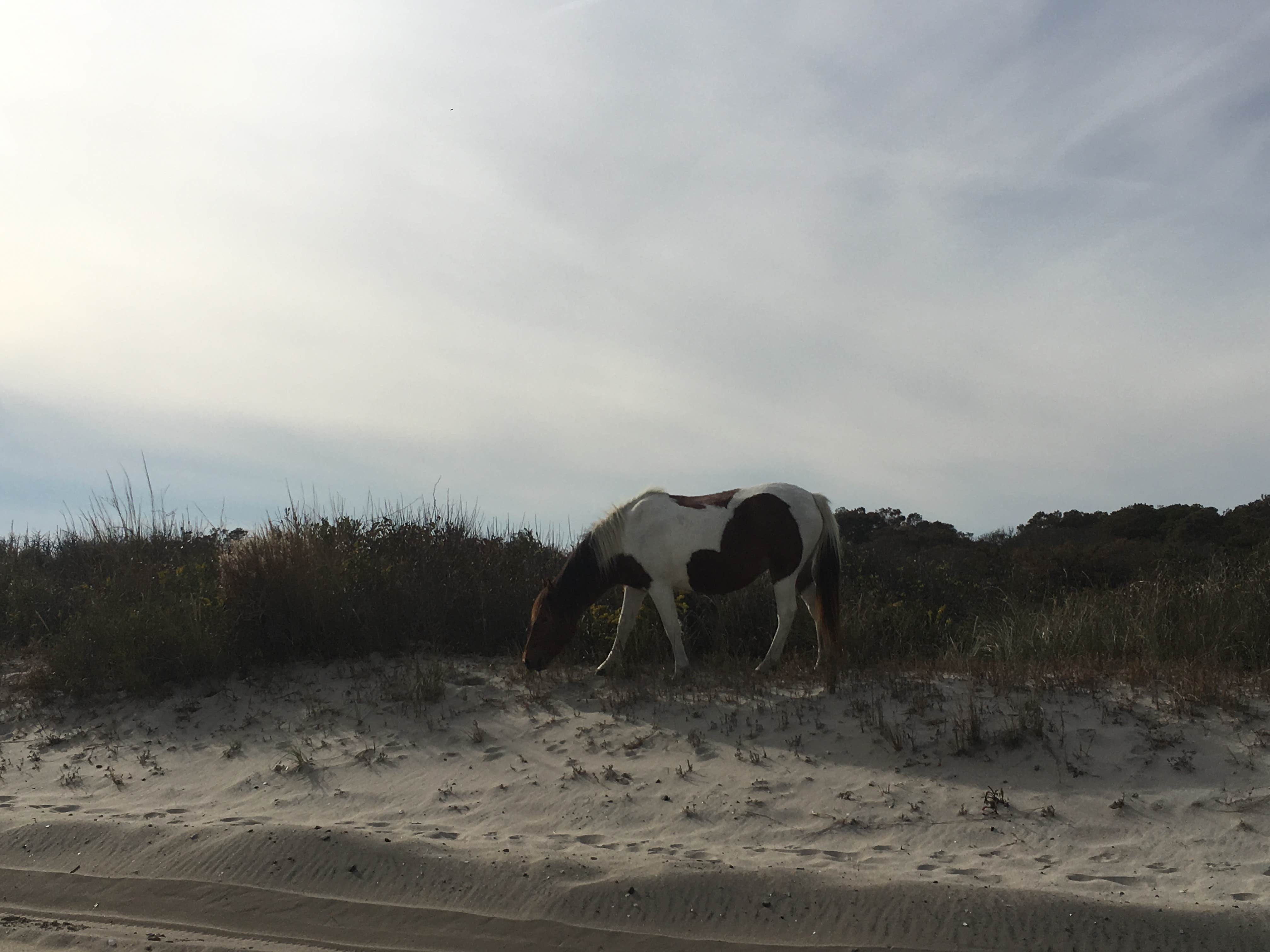 Kelsey M.'s photo of camping with a horse at Bayside Assateague Campground — Assateague Island National Seashore near Bloxom, VA