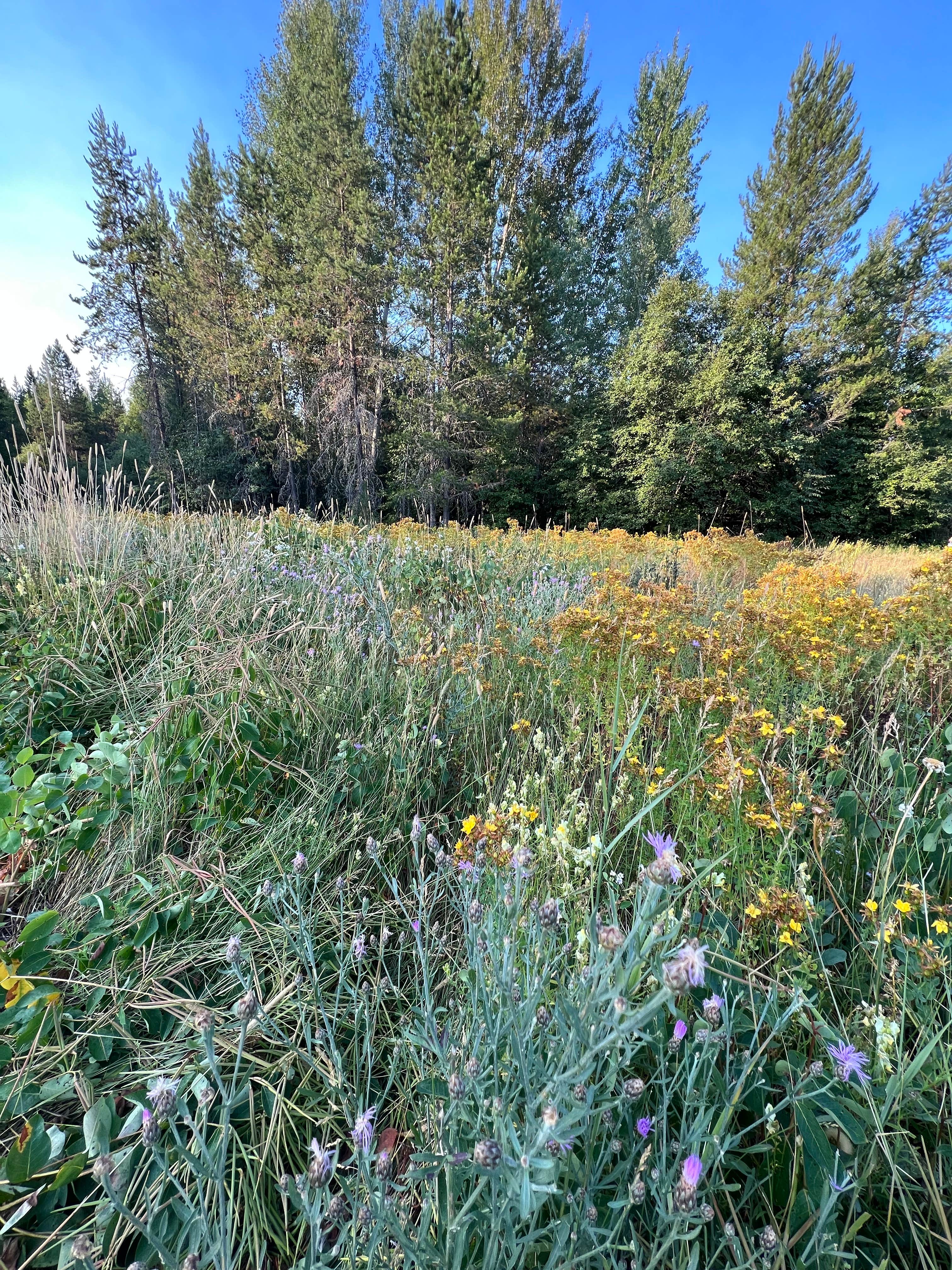 Camper submitted image from Glacier HipCamp (6 mins to West Glacier National Park) 🏕️ - 3