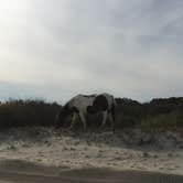 Review photo of Assateague Island National Seashore Oceanside Campground by Kelsey M., October 26, 2018