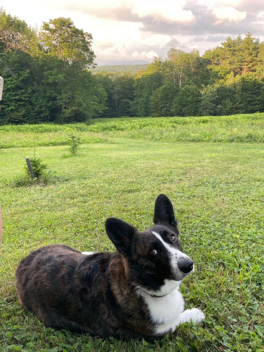 Marcy H.'s photo of camping with pets at Cardigan Skyline Camps near Dorchester, NH