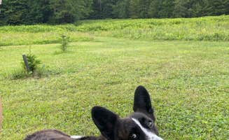 Marcy H.'s photo of camping with pets at Cardigan Skyline Camps near Hanover, NH