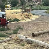 Review photo of South Campground — Zion National Park by Lysek L., August 4, 2023