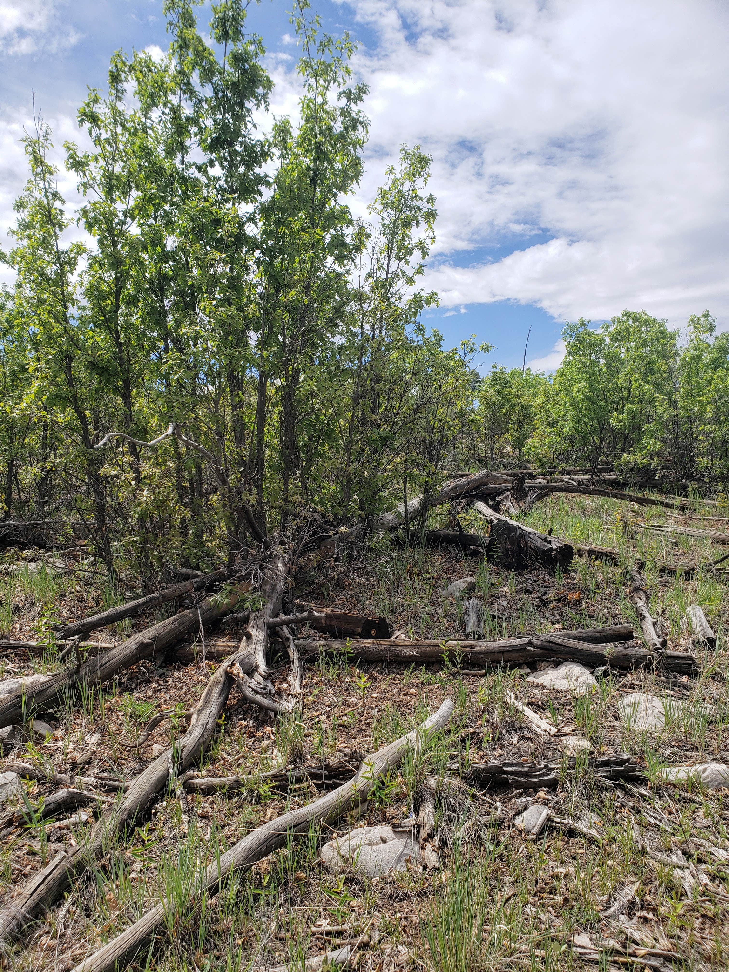 Camper-submitted photo at The Sherwood Escape near Mountainair, NM