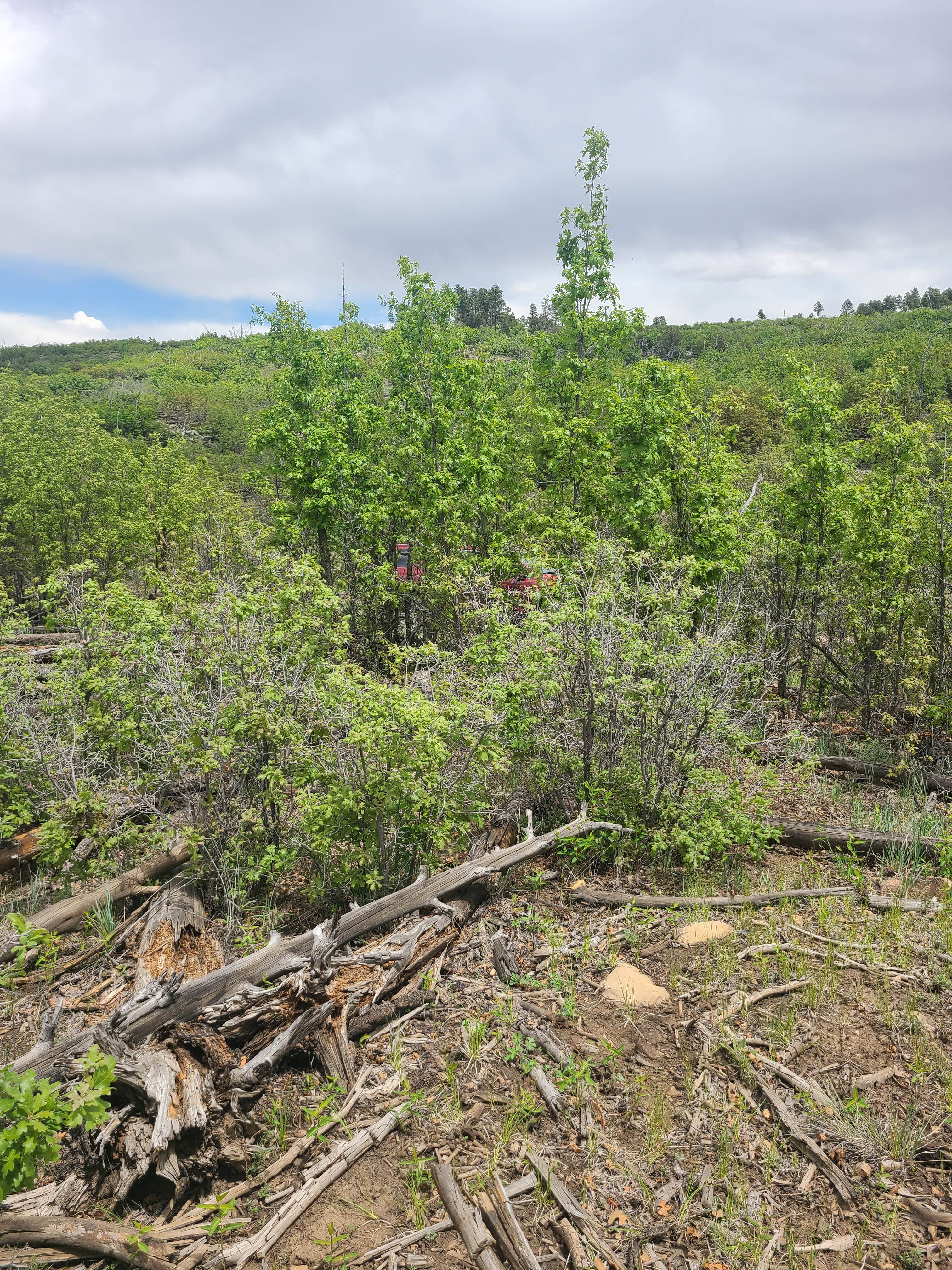 Camper-submitted photo at The Sherwood Escape near Mountainair, NM