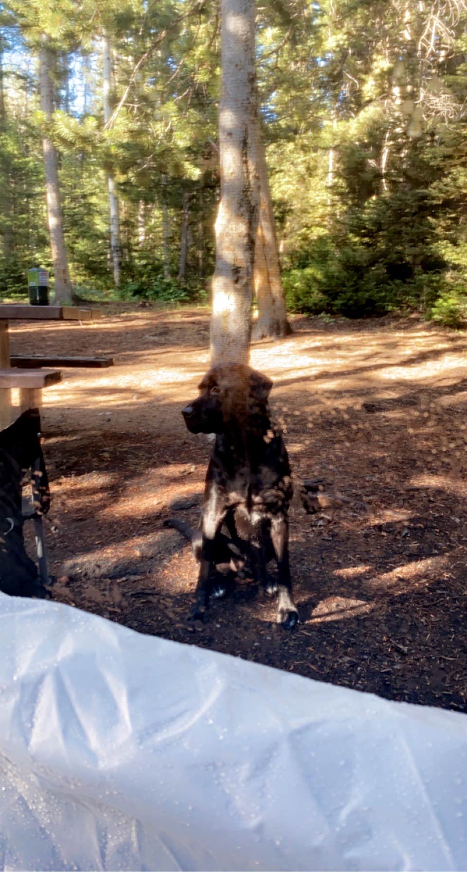 Veronica H.'s photo of camping with pets at Sunrise Campground near Providence, UT
