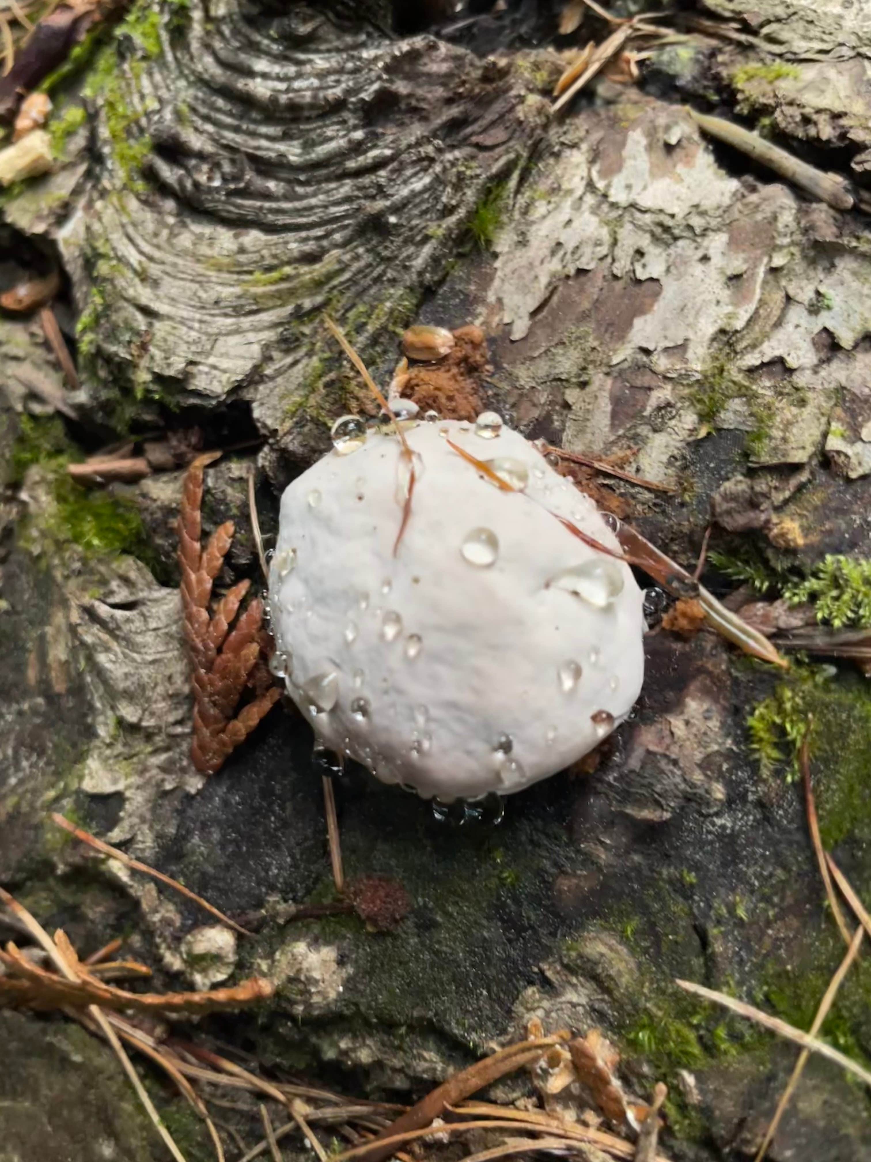 Camper-submitted photo at Emerald Creek Campground near Santa, ID