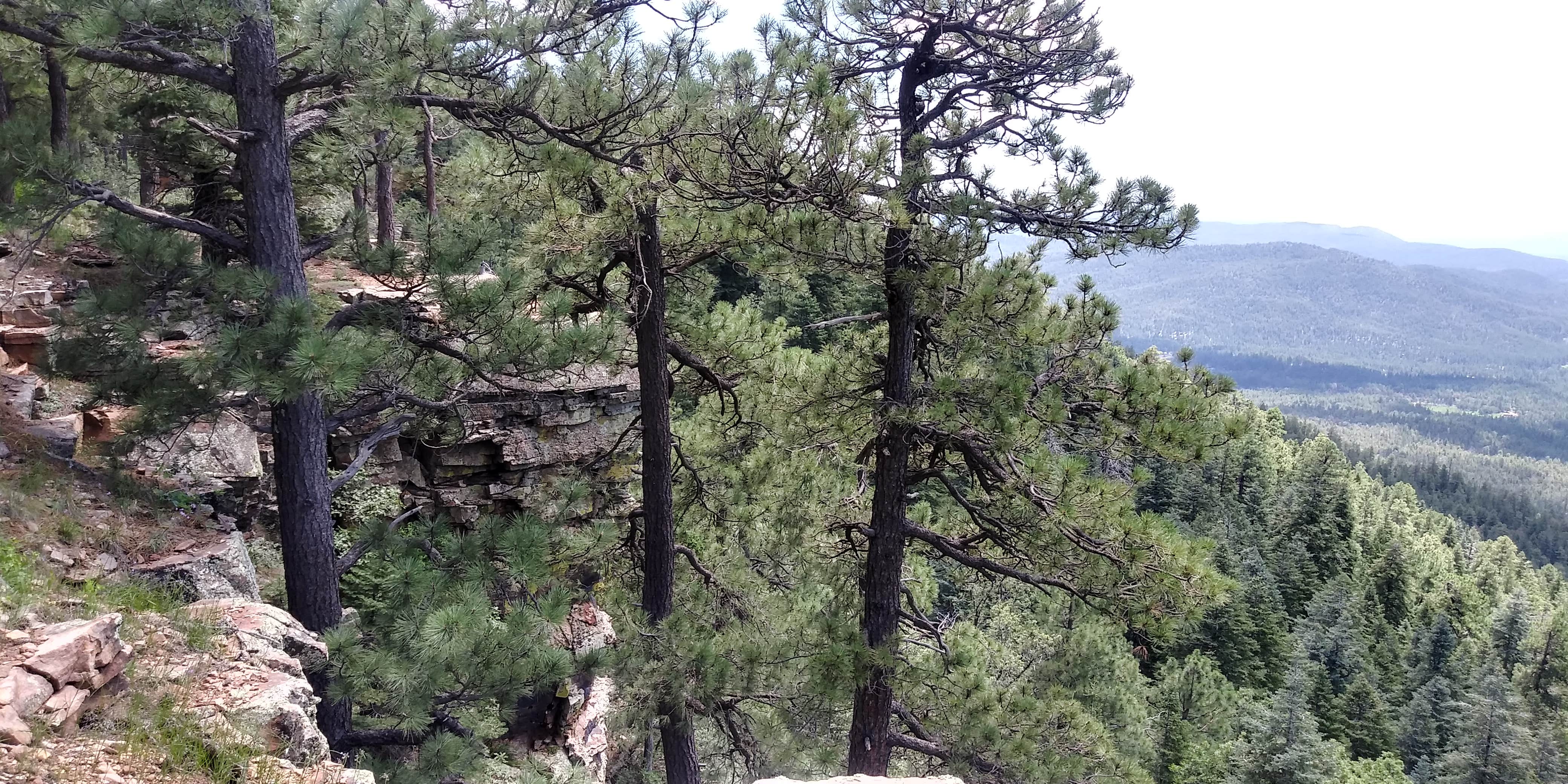 Camper-submitted photo at Dispersed Camping - Rd 6107 near Mogollon Rim near Pine, AZ