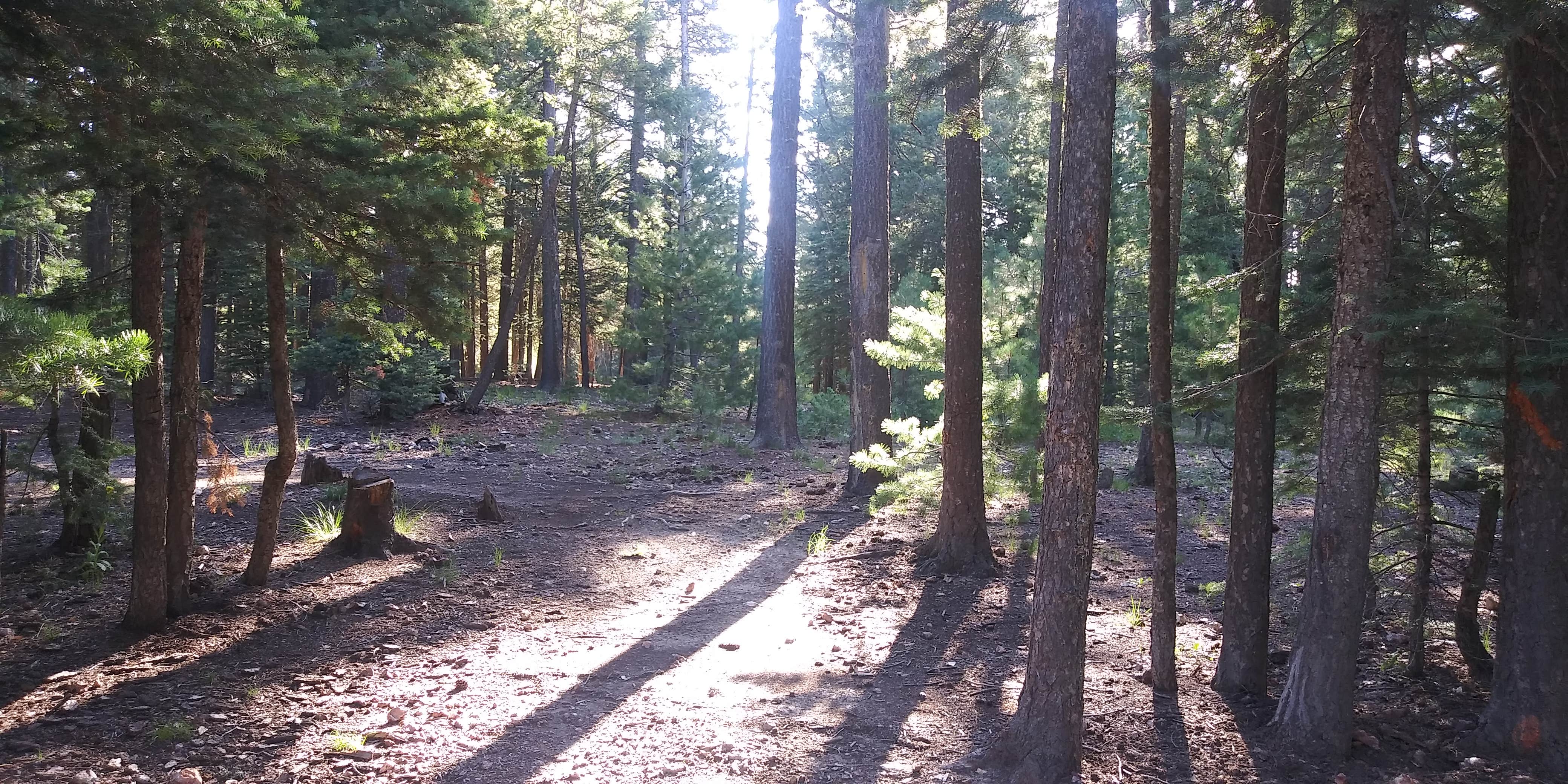 Camper submitted image from Dispersed Camping - Rd 6107 near Mogollon Rim - 3