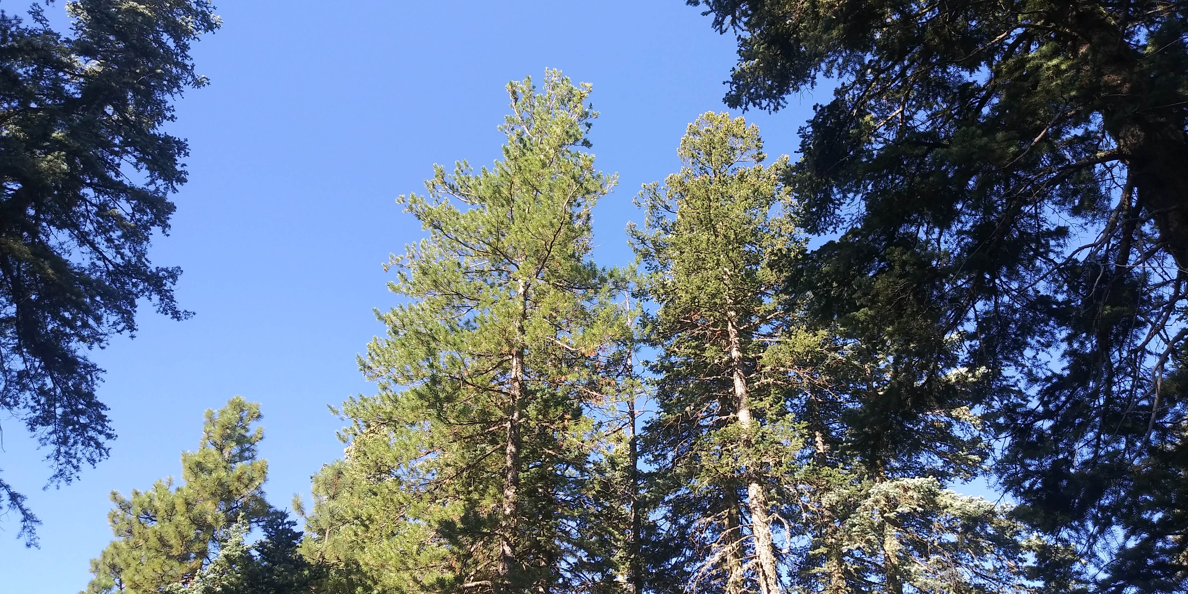 Camper-submitted photo at Dispersed Camping - Rd 6107 near Mogollon Rim near Pine, AZ