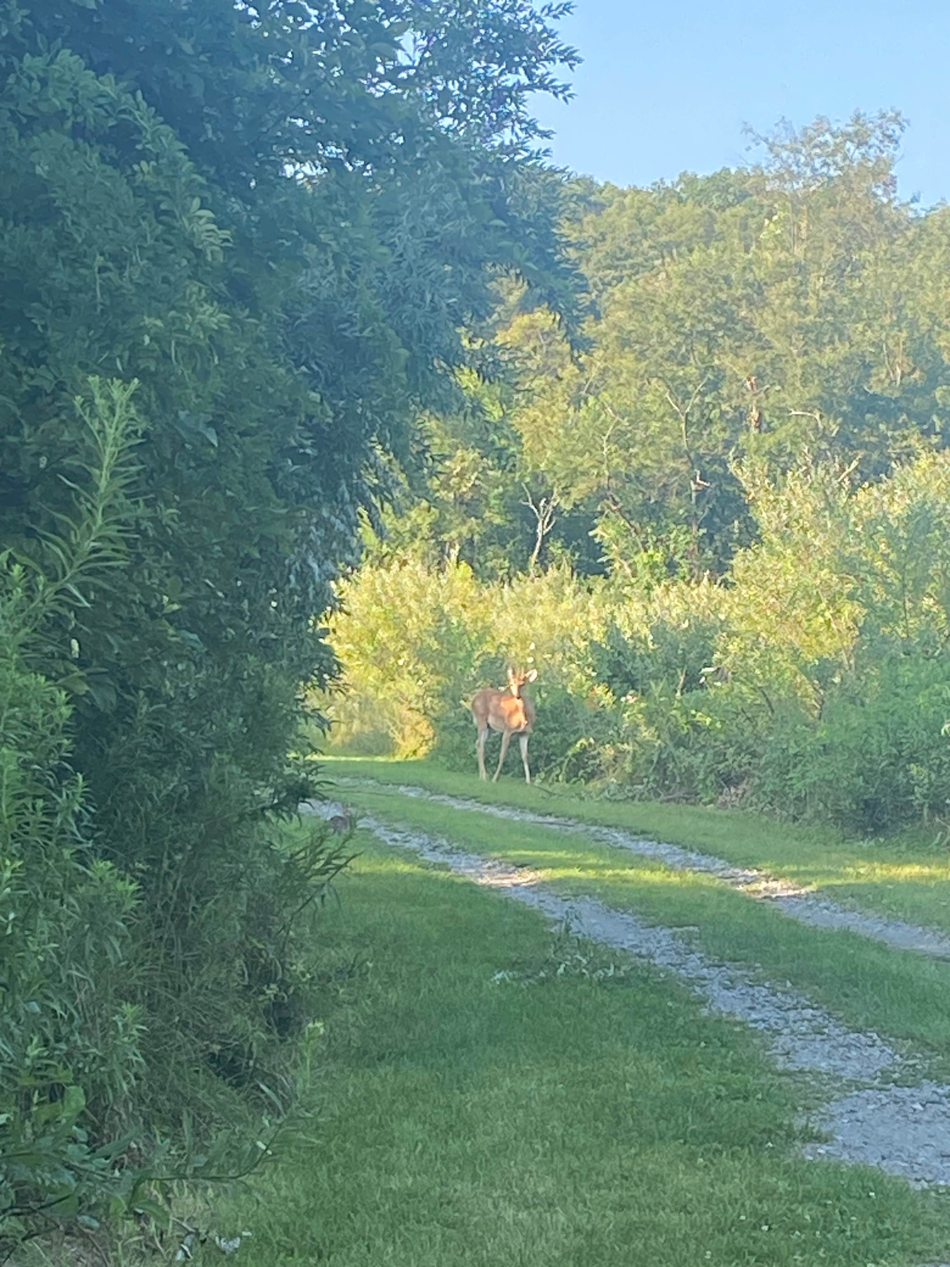 Camper submitted image from Kittatinny Valley State Park Campground - 4