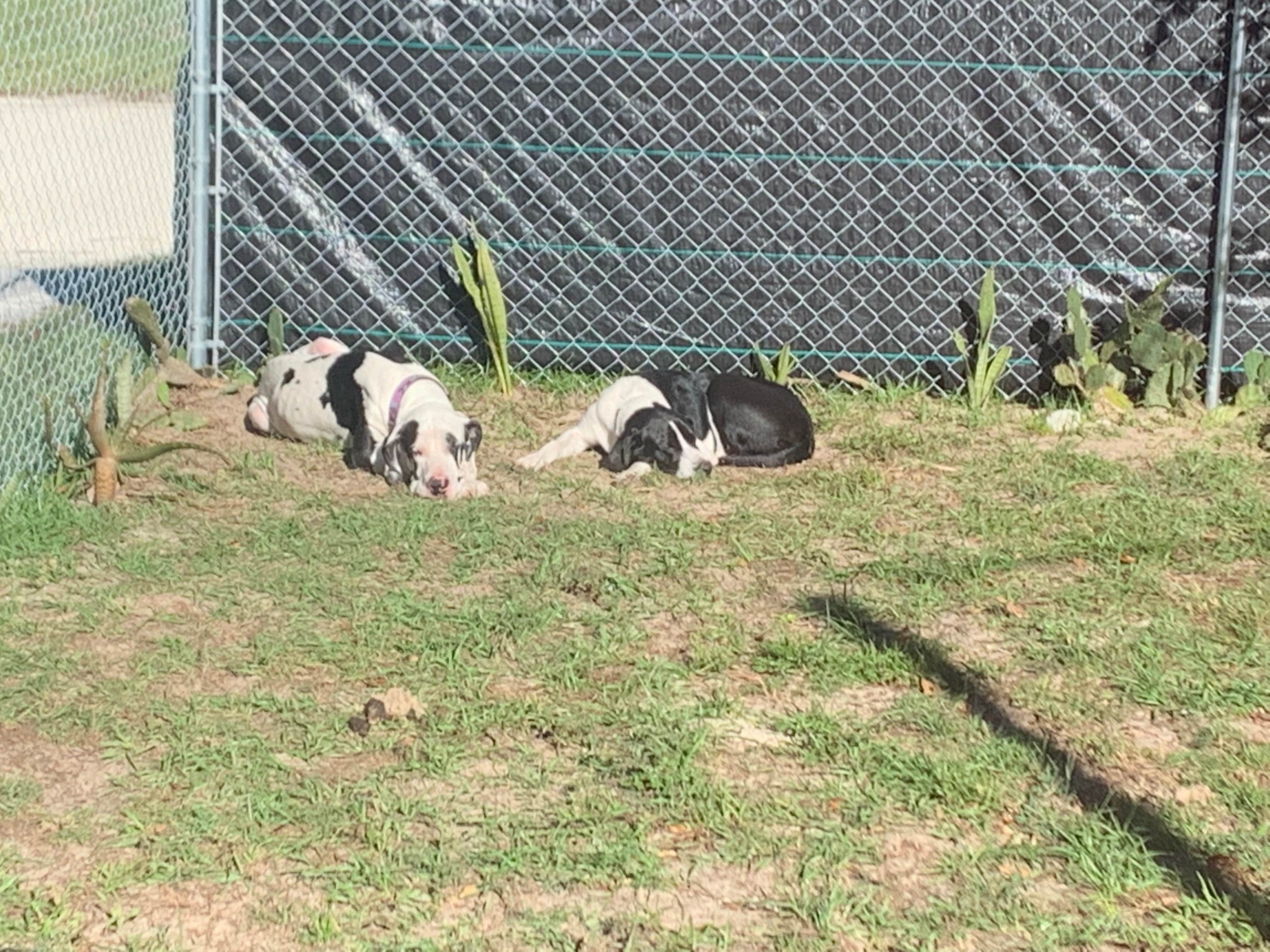 Camper-submitted photo at Happy Hannah’s Hound Haven near Homosassa, FL