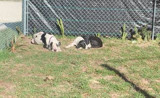 Hannah S.'s photo of camping with pets at Happy Hannah’s Hound Haven near Weeki Wachee, FL