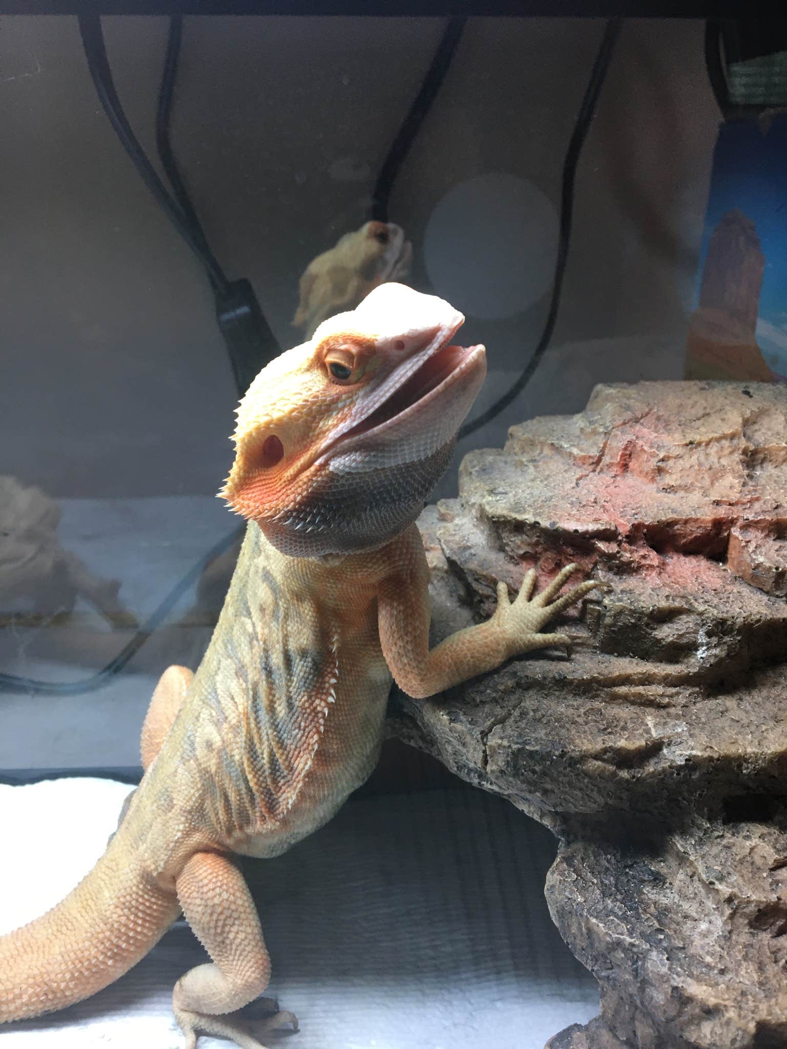 Camper-submitted photo at Happy Hannah’s Hound Haven near Homosassa, FL