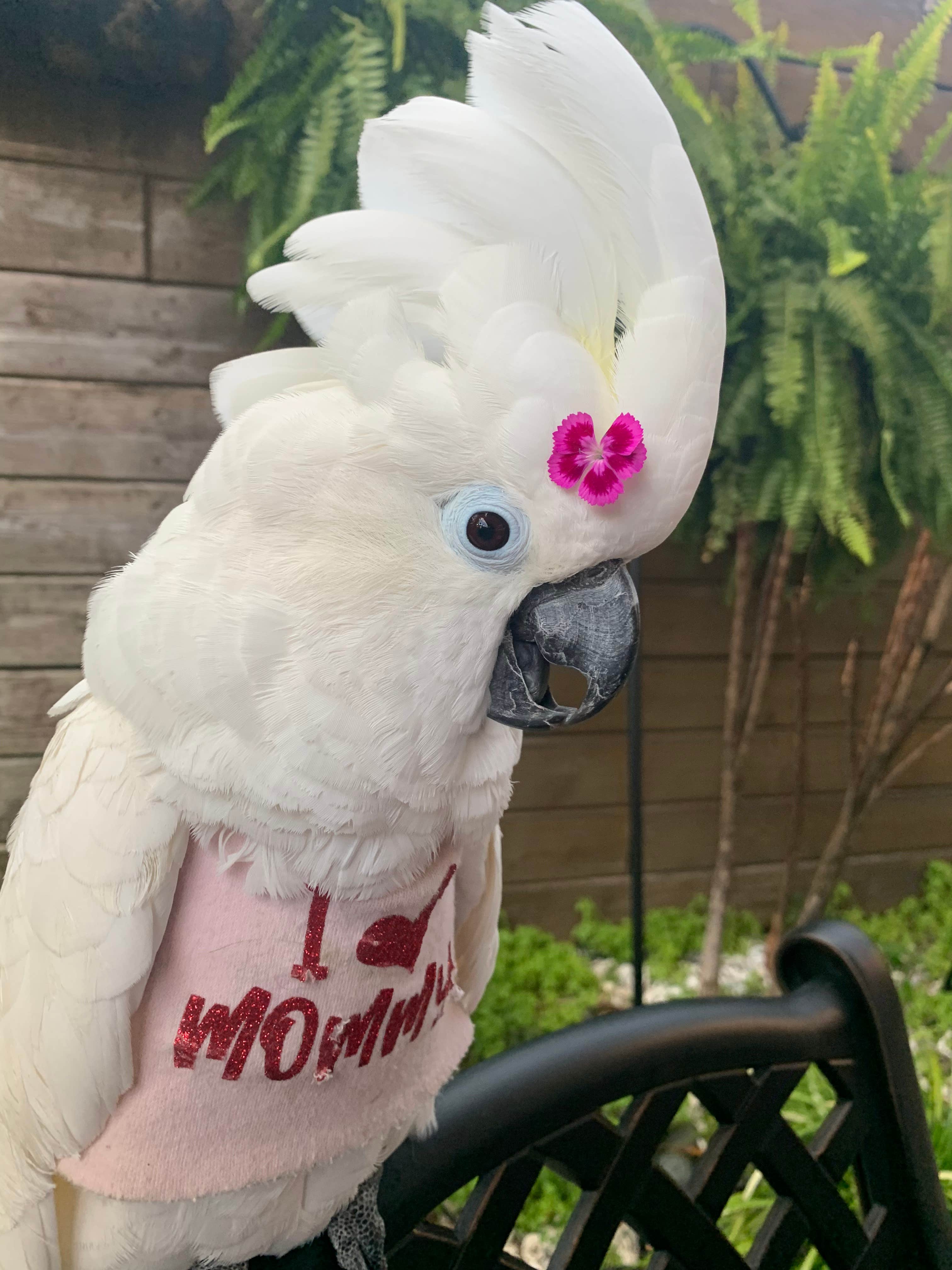 Camper-submitted photo at Happy Hannah’s Hound Haven near Homosassa, FL