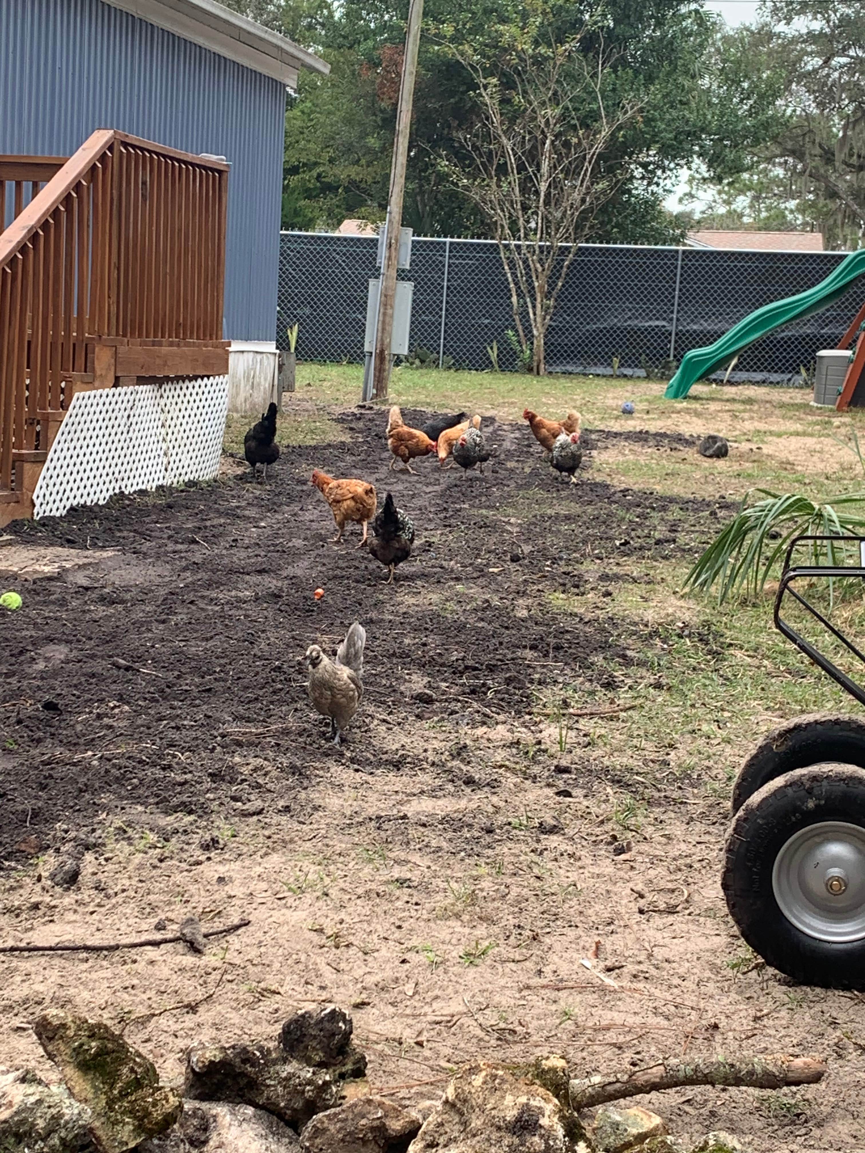 Camper-submitted photo at Happy Hannah’s Hound Haven near Homosassa, FL