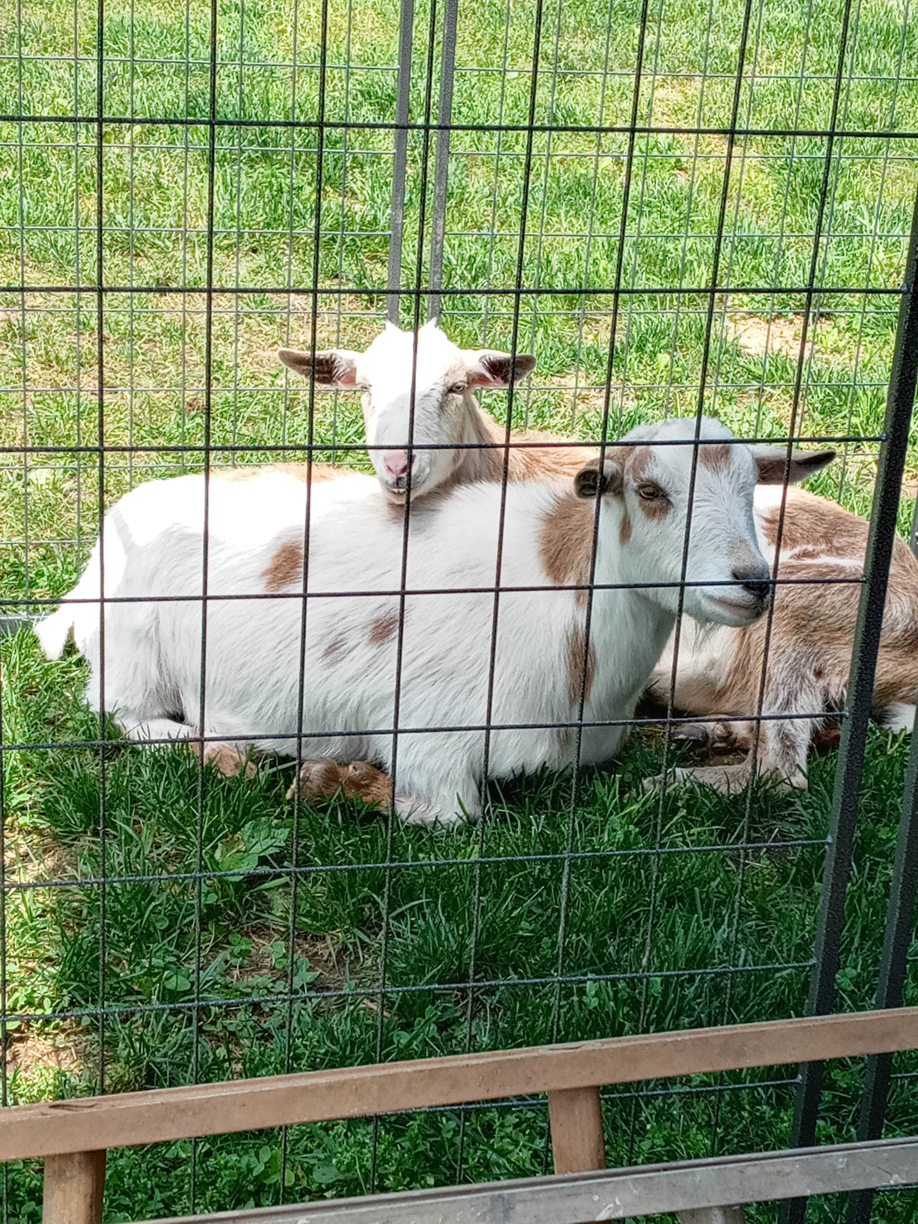 Camper-submitted photo at Birdwell Farm near Rickman, TN