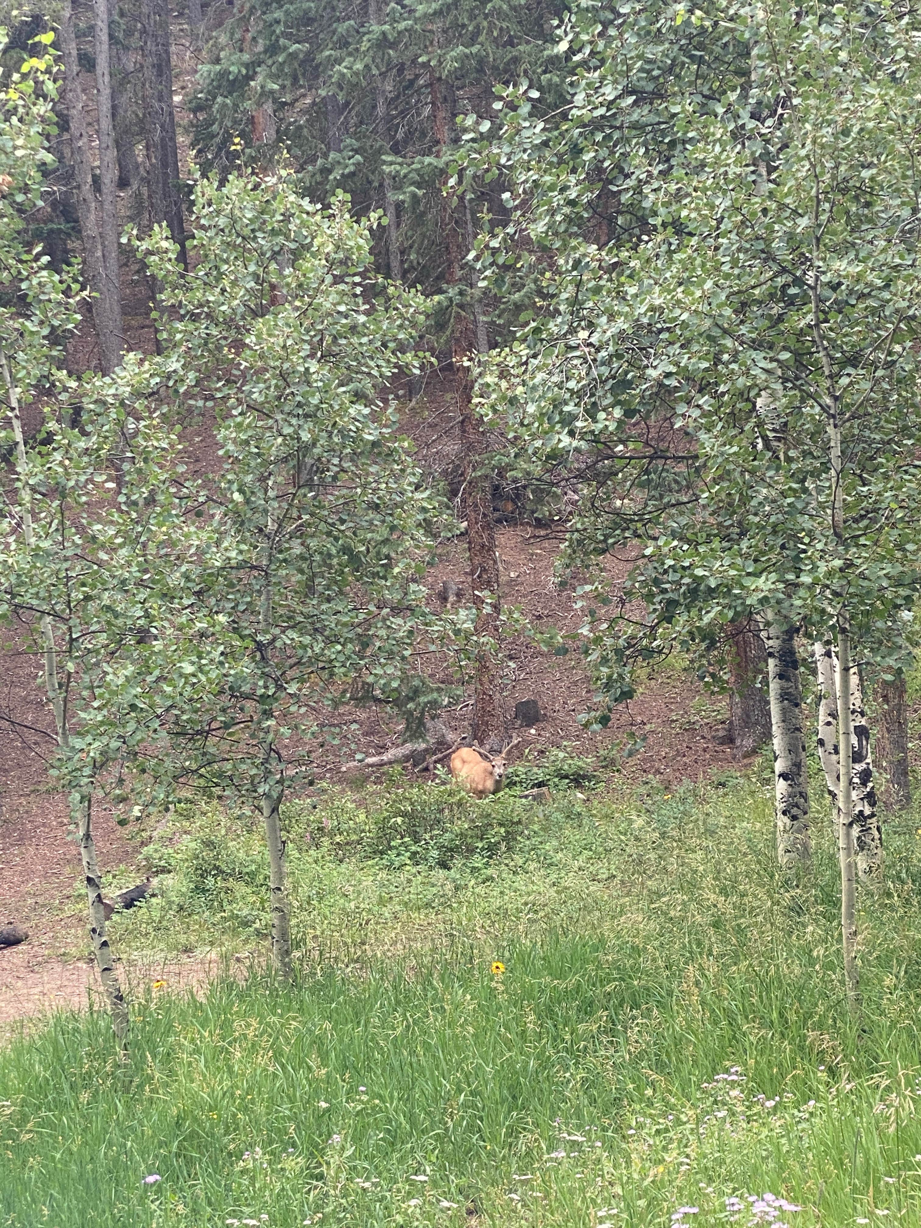 Camper-submitted photo at Deer Creek near Grant, CO