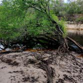 Review photo of Spirit of the Suwannee Music Park & Campground by Steph M., August 7, 2023