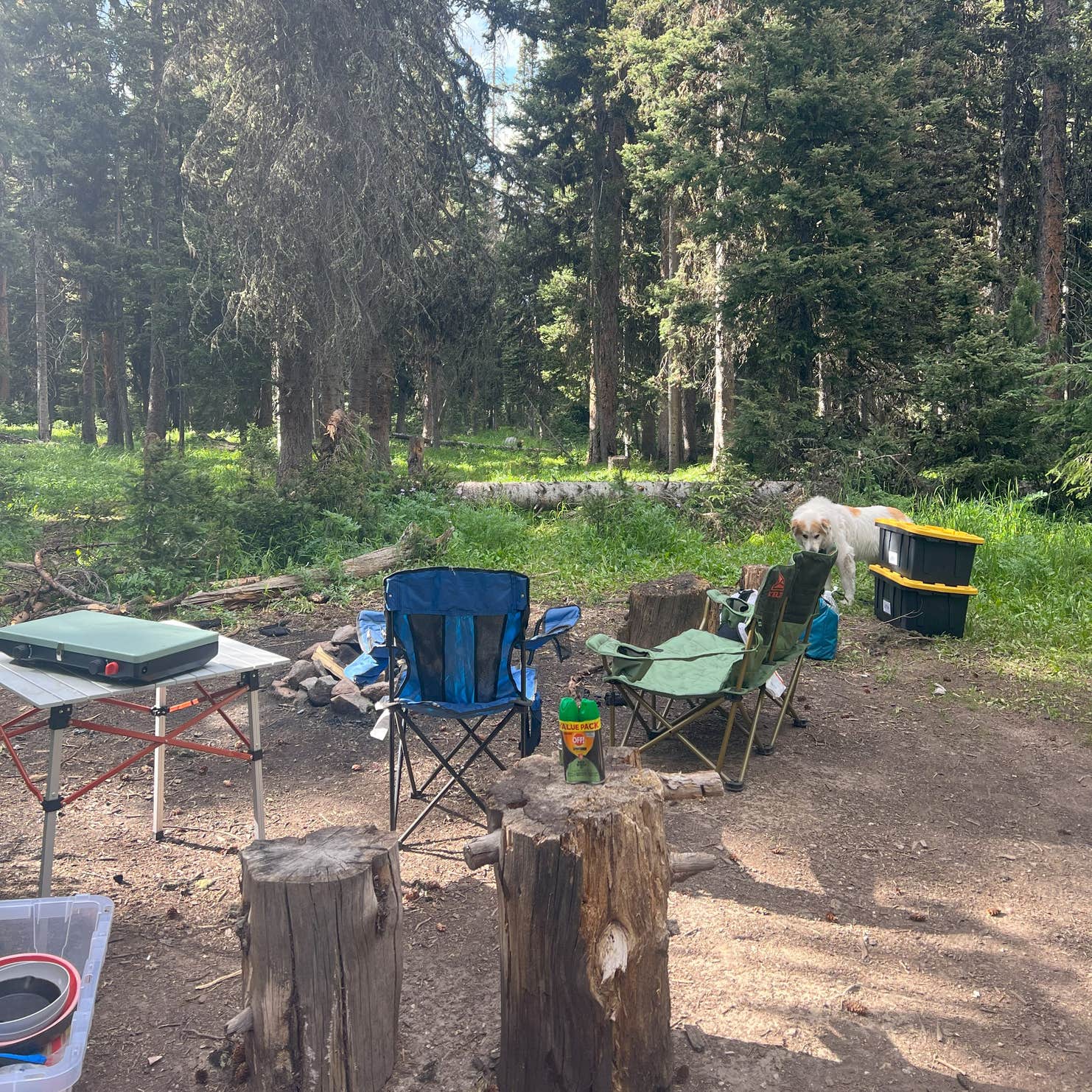 Rabbit's Ear Pass East Summit FR 251 Camping | The Dyrt