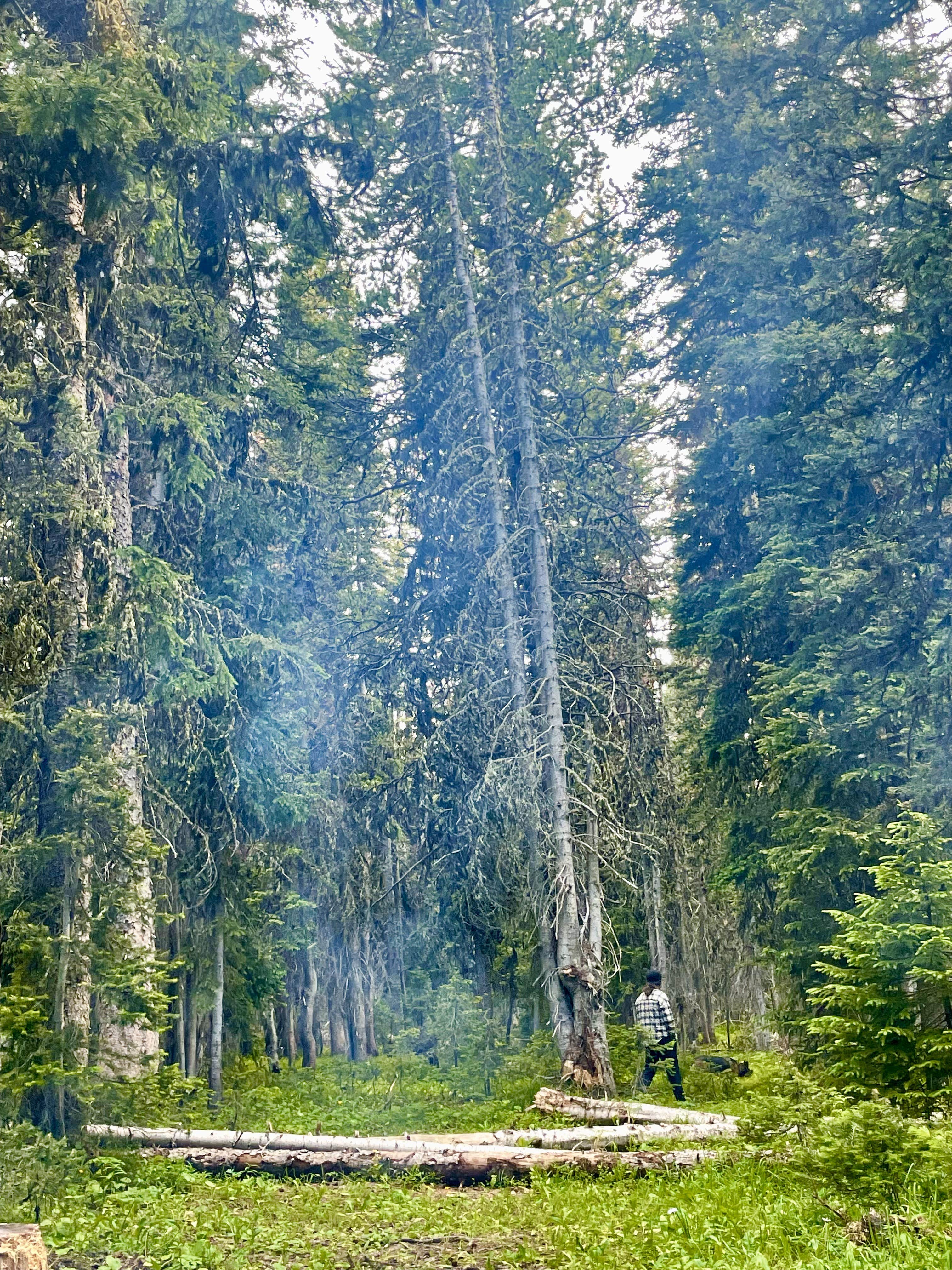 Camper submitted image from Rabbit's Ear Pass East Summit FR 251 - 4
