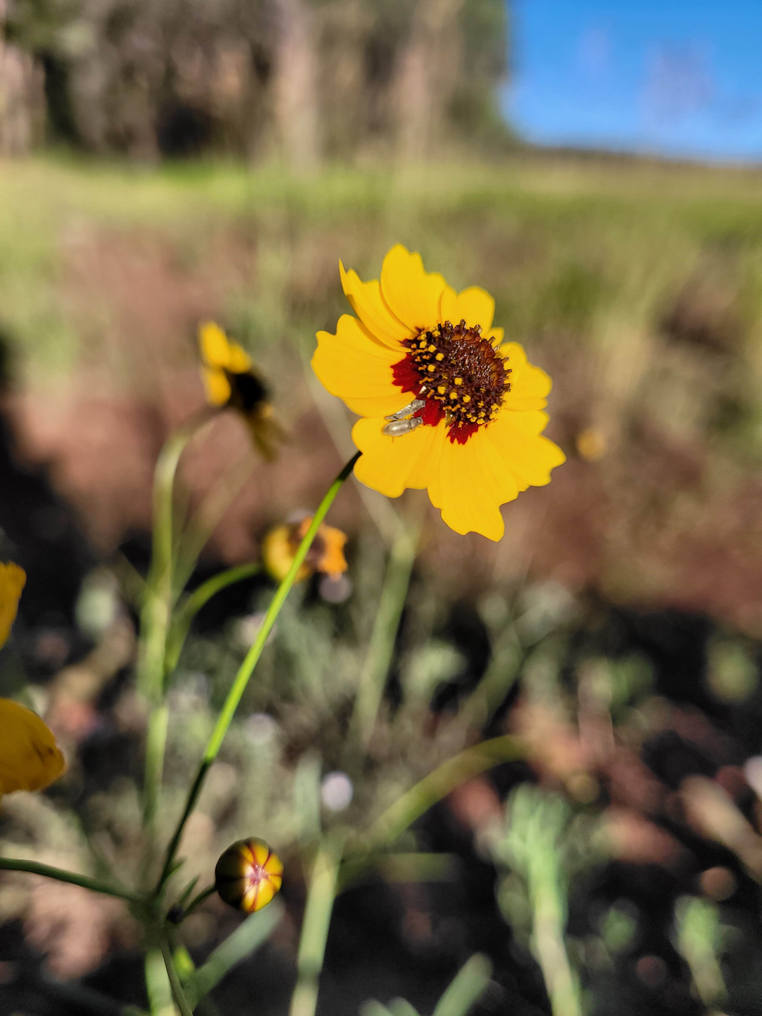 Camper-submitted photo at Coleman Lake Camp near Williams, AZ