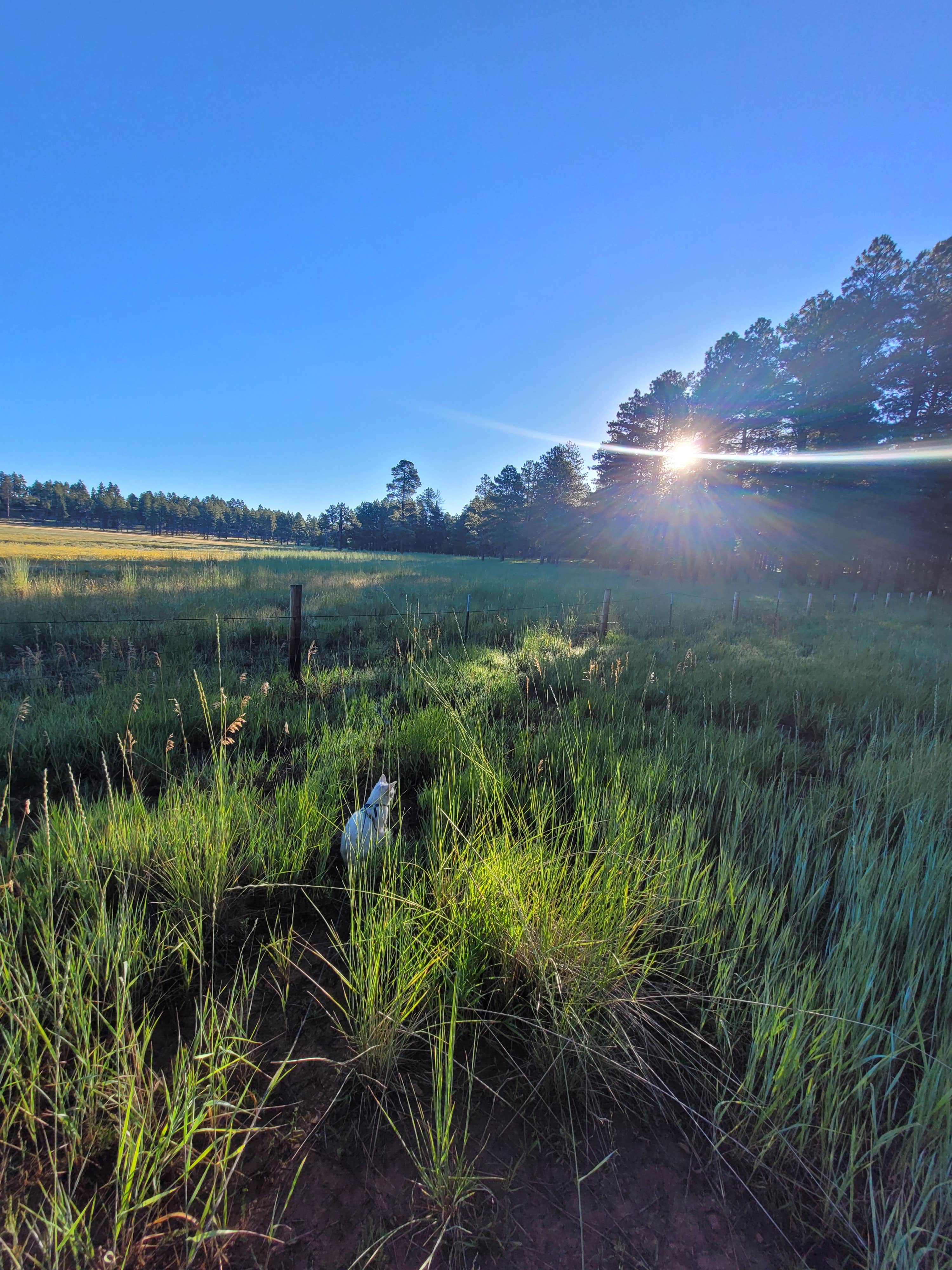 Camper submitted image from Coleman Lake Camp - 4