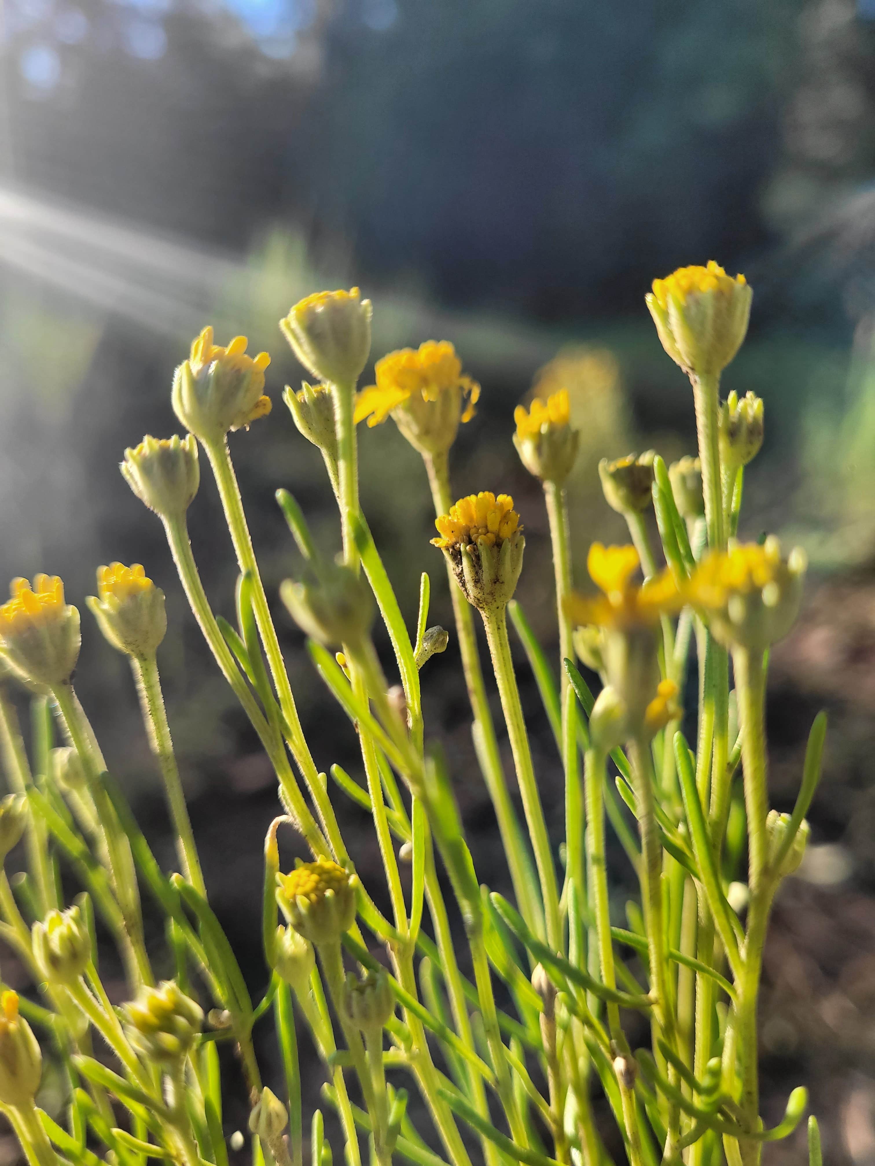 Camper-submitted photo at Coleman Lake Camp near Williams, AZ