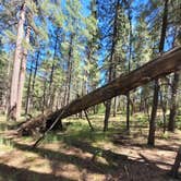 Review photo of Coleman Lake Camp by Tisha W., August 7, 2023