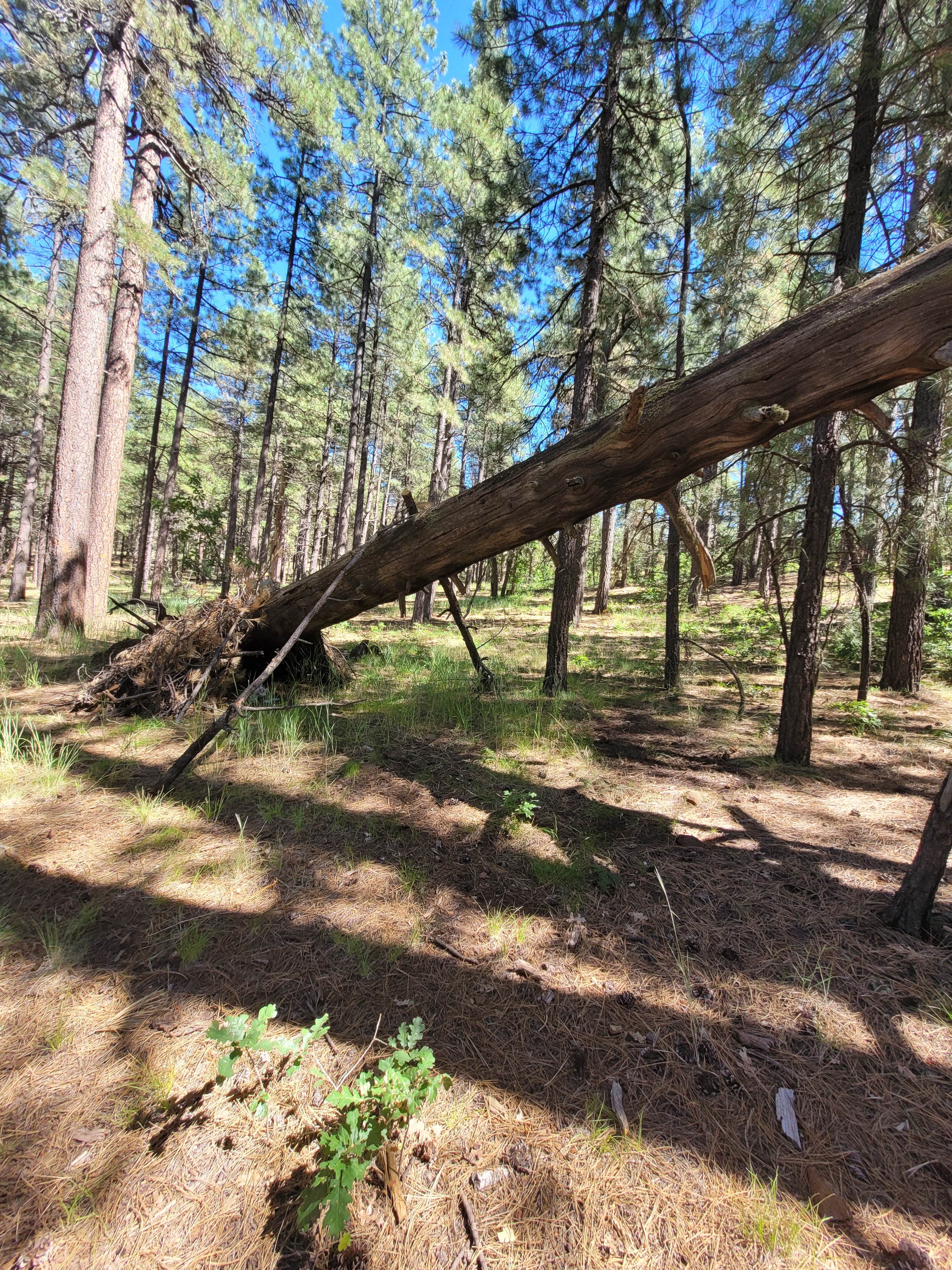 Camper submitted image from Coleman Lake Camp - 5