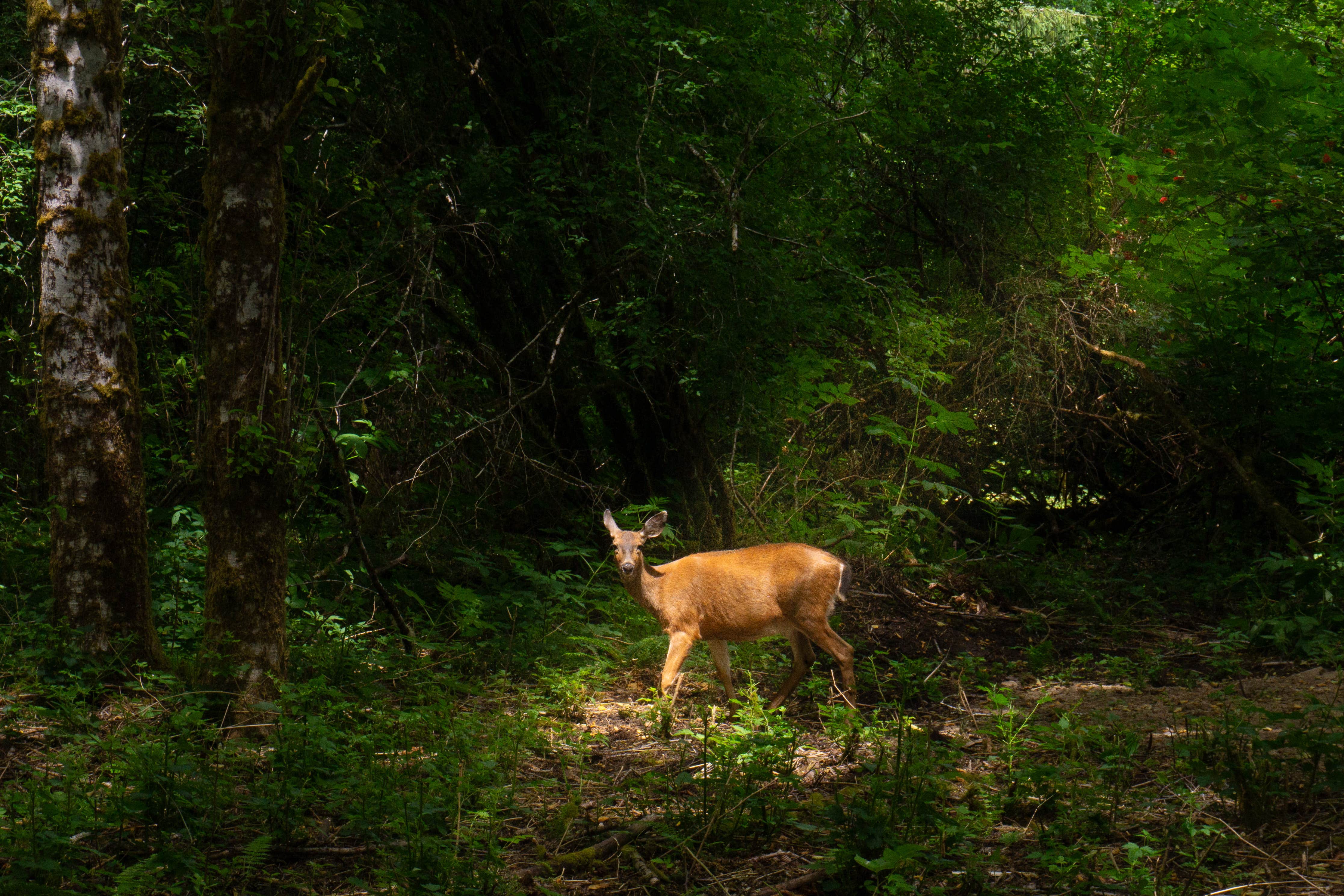 Camping near Last Chance Camp Equine and Rest Stop: Wandering Woodlands, La Push, Washington