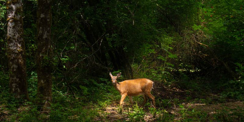 Camper submitted image from Wandering Woodlands