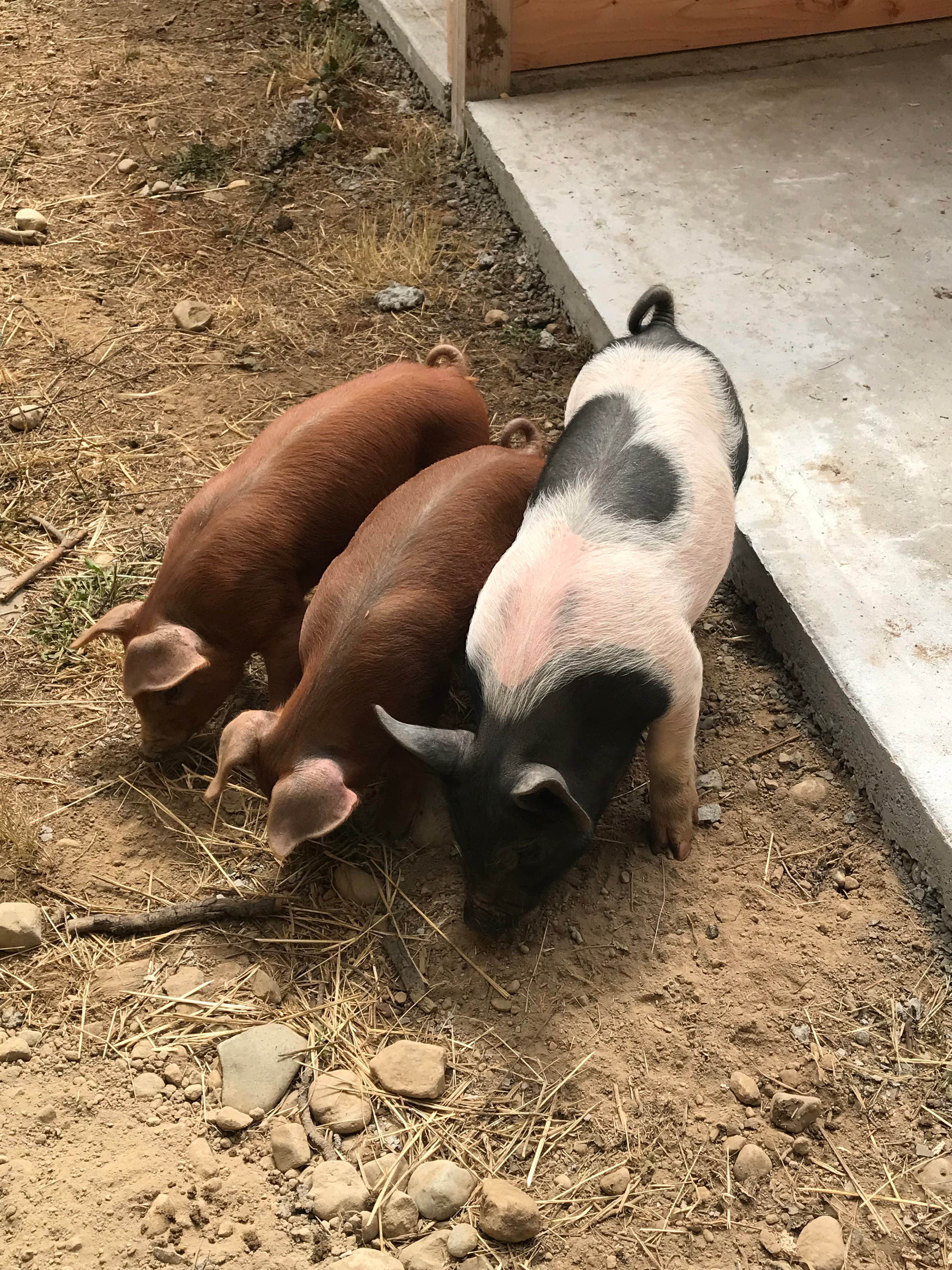 Camper-submitted photo at Sasquatch Farm near McKenna, WA