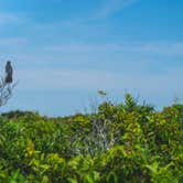 Review photo of Watch Hill Family Campground — Fire Island National Seashore by Igor K., August 8, 2023