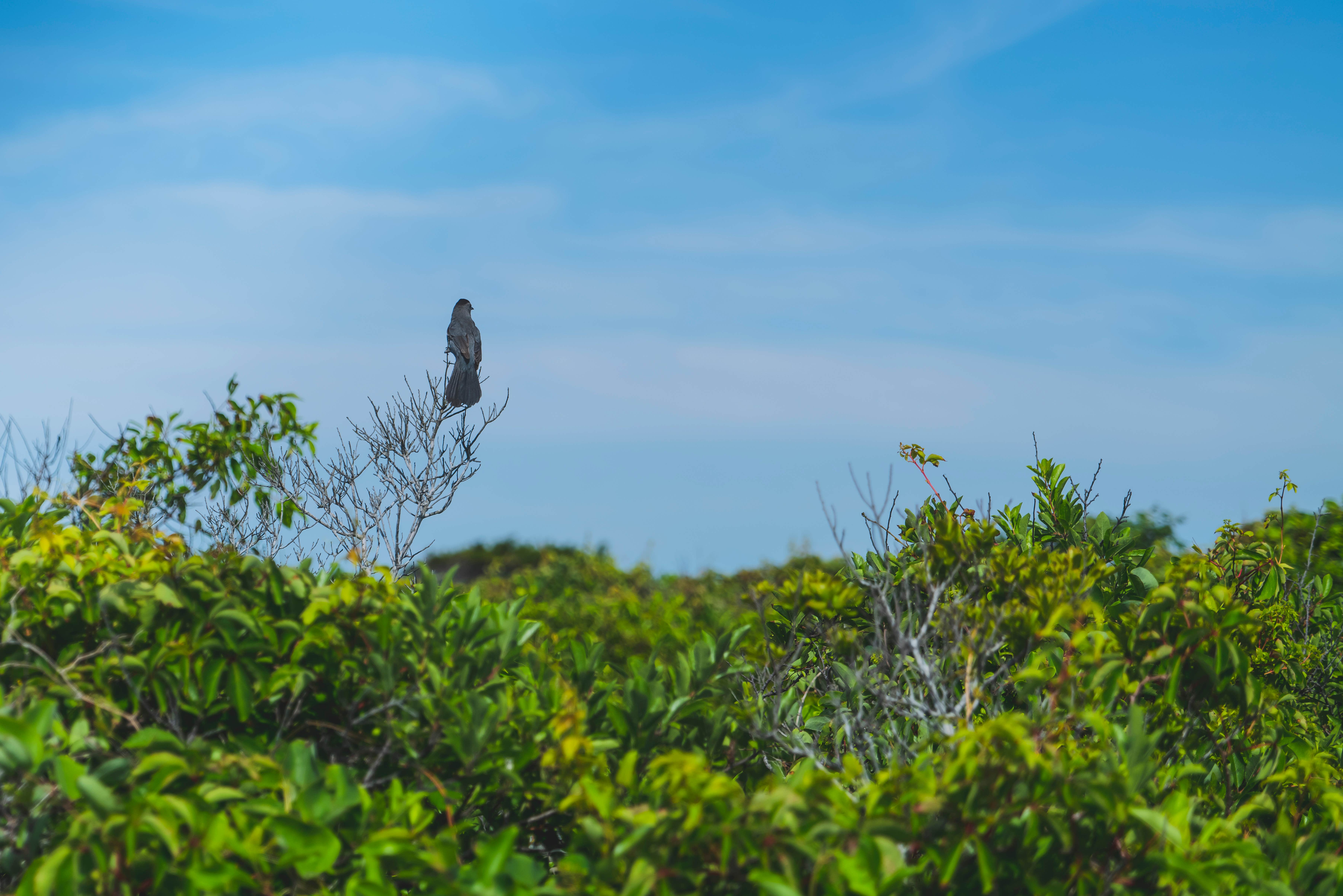 Camper submitted image from Watch Hill Family Campground — Fire Island National Seashore - 1