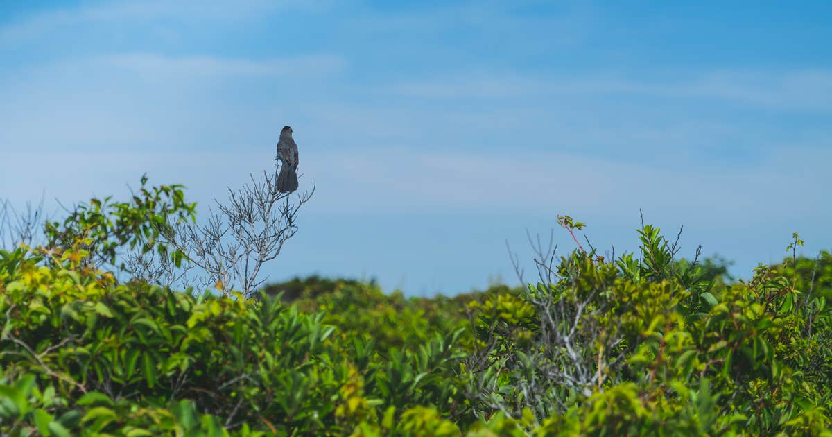 Watch Hill Family Campground — Fire Island National Seashore