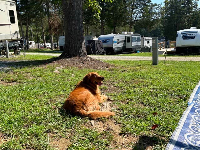 Camper-submitted photo at Powell Valley Resort & Marina near La Follette, TN