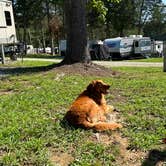 Review photo of Powell Valley Resort & Marina by Stacy W., August 8, 2023
