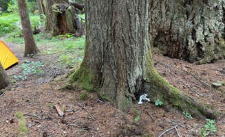 Philip D.'s photo of a dispersed camping area at Old Cascades Highway Dispersed near Mt. Baker-Snoqualmie National Forest
