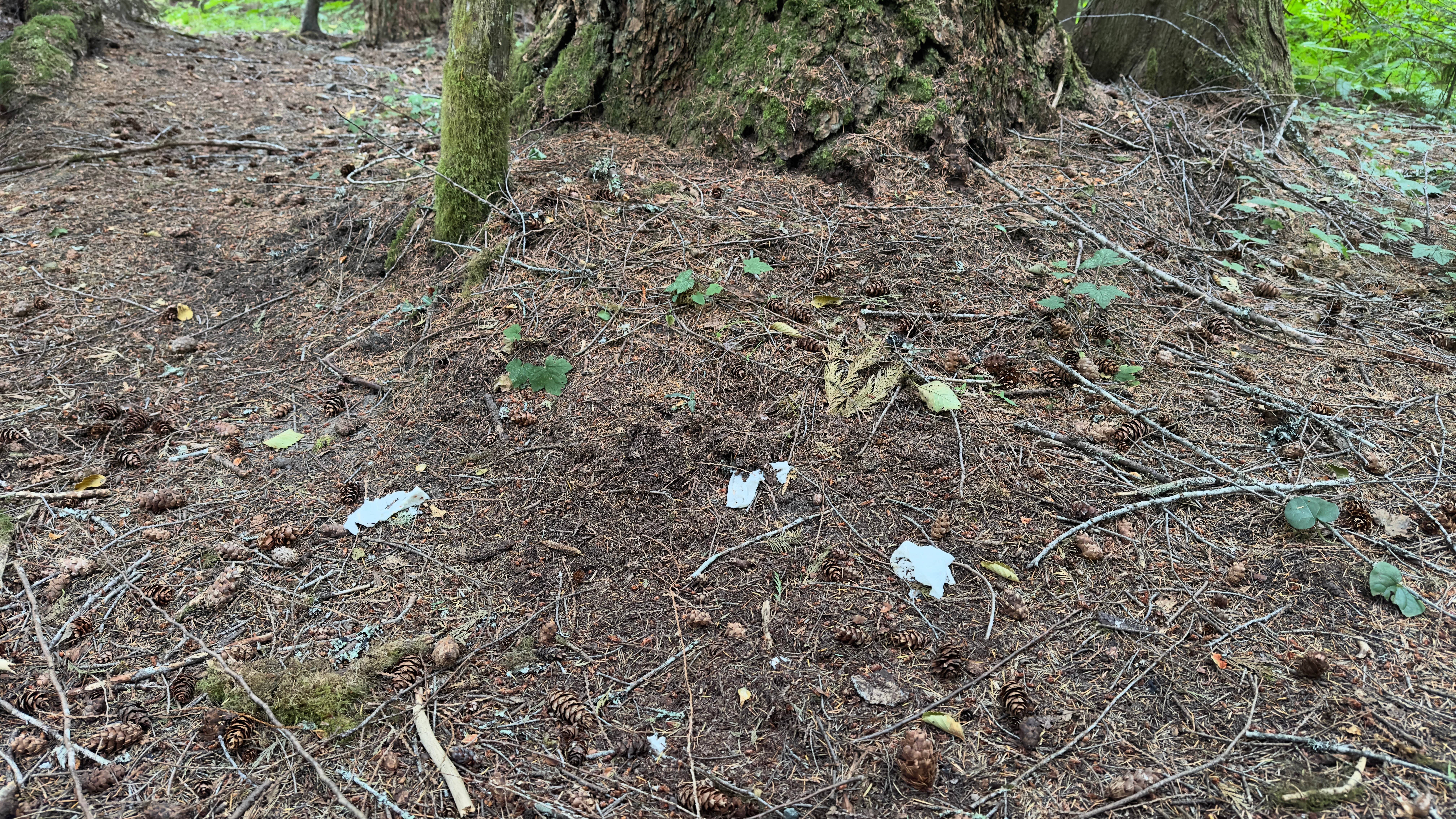 Camper-submitted photo at Old Cascades Highway Dispersed near Index, WA