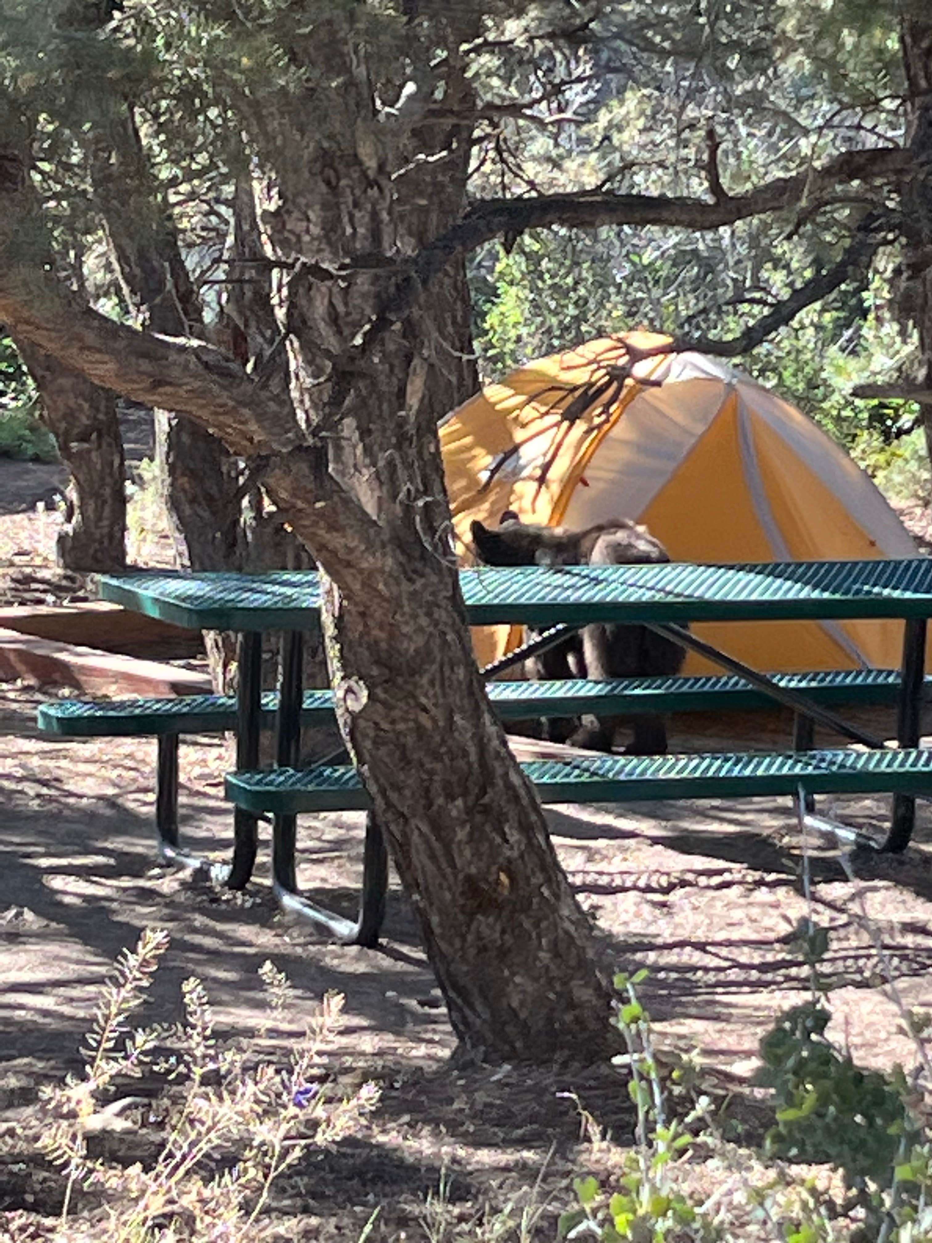 Oliver V.'s photo of camping with pets at North Rim Campground — Black Canyon of the Gunnison National Park near Curecanti National Recreation Area