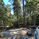 Review photo of Cougar Rock Campground — Mount Rainier National Park by Alyson M., August 8, 2023