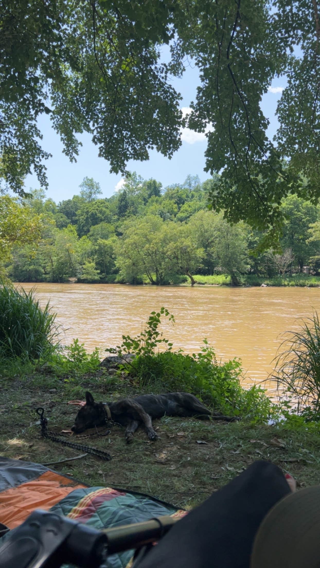 Jakey and Alex L.'s photo of camping with pets at Camp Driftwood Asheville near Asheville, NC