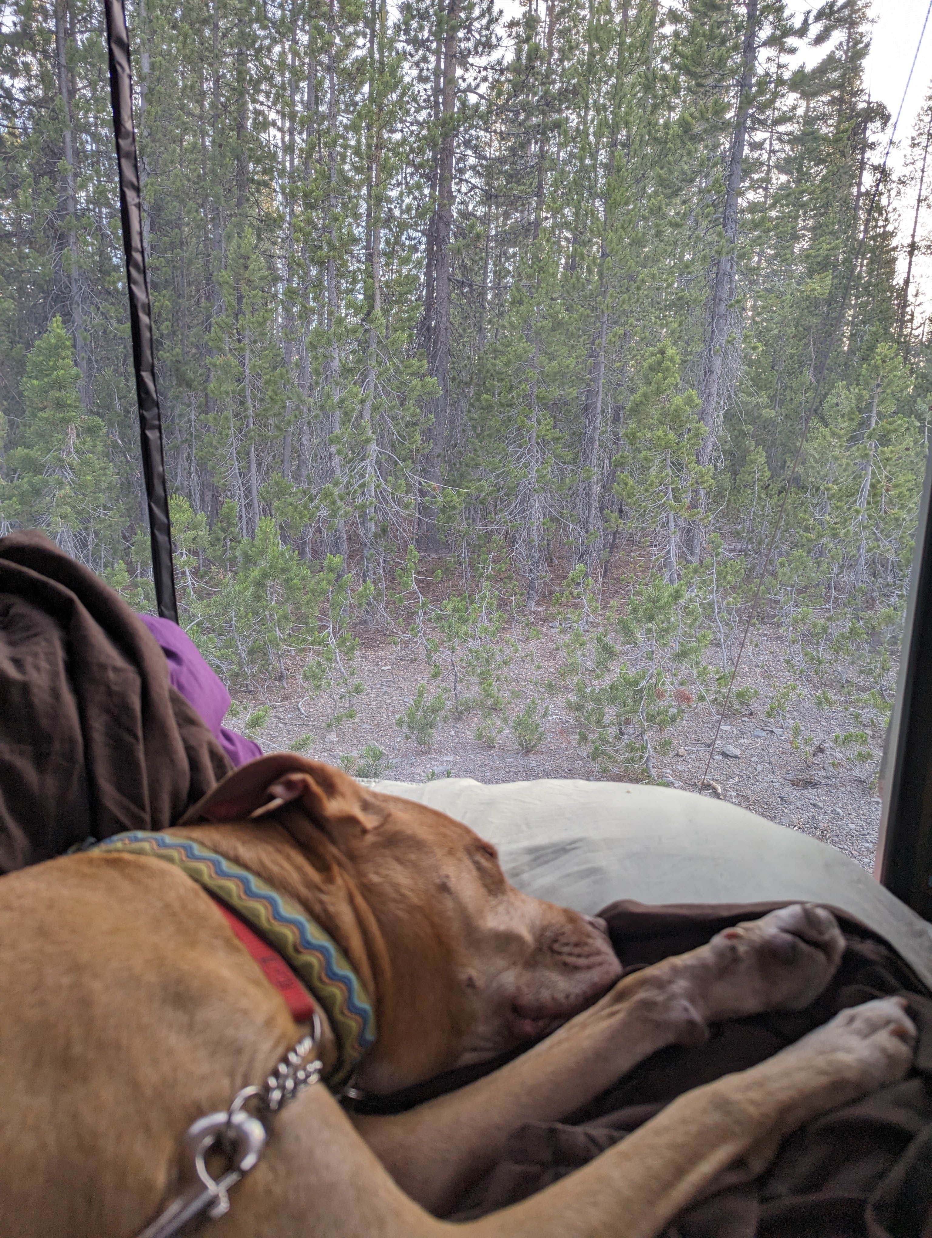 paul B.'s photo of camping with pets at Forest Road 960 Campsite near Crater Lake National Park