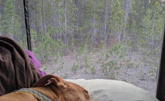 paul B.'s photo of camping with pets at Forest Road 960 Campsite near Chemult, OR